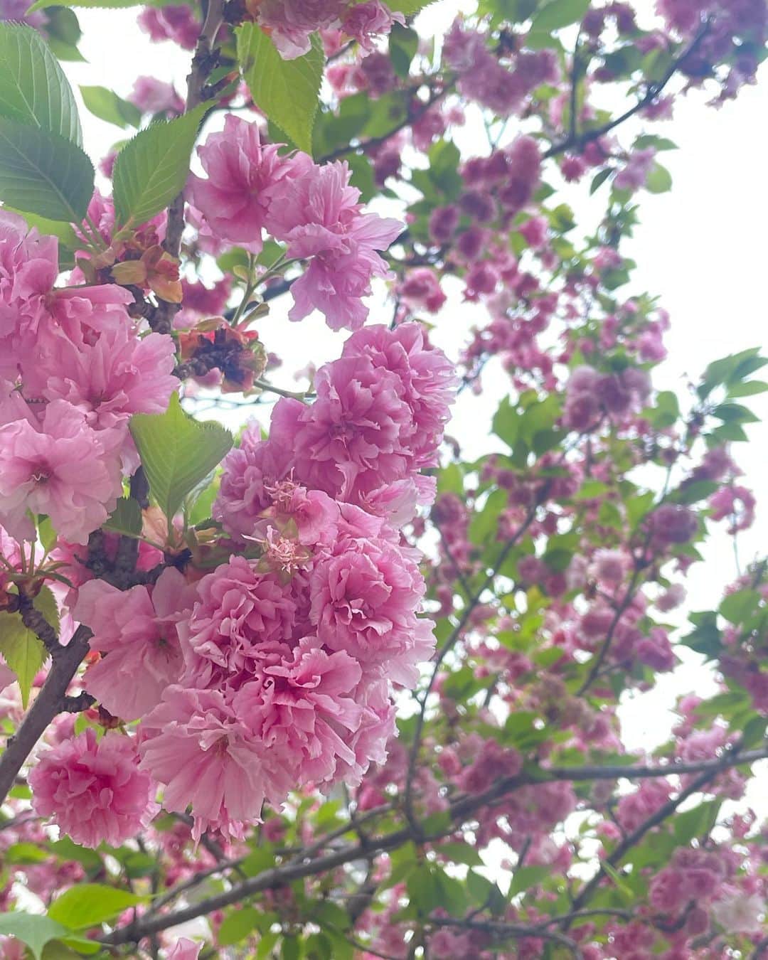 大谷芽衣さんのインスタグラム写真 - (大谷芽衣Instagram)「・ ・ ・ 黄砂と花粉に殺されそうです。 ・ ・ #黄砂つらい #花粉つらい #でも春は好き #夏のが好きだけど」4月14日 8時31分 - otani_mei