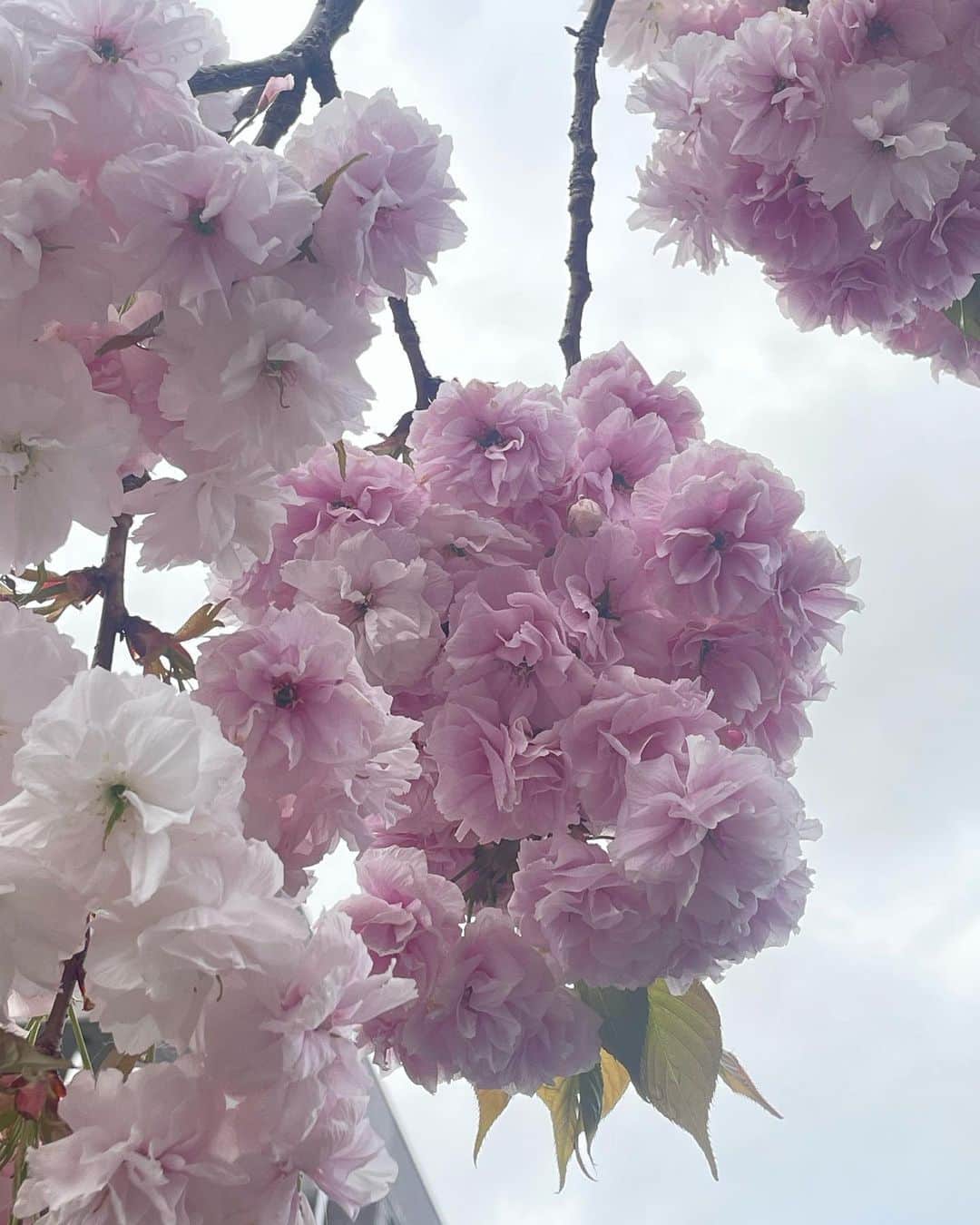 大谷芽衣さんのインスタグラム写真 - (大谷芽衣Instagram)「・ ・ ・ 黄砂と花粉に殺されそうです。 ・ ・ #黄砂つらい #花粉つらい #でも春は好き #夏のが好きだけど」4月14日 8時31分 - otani_mei