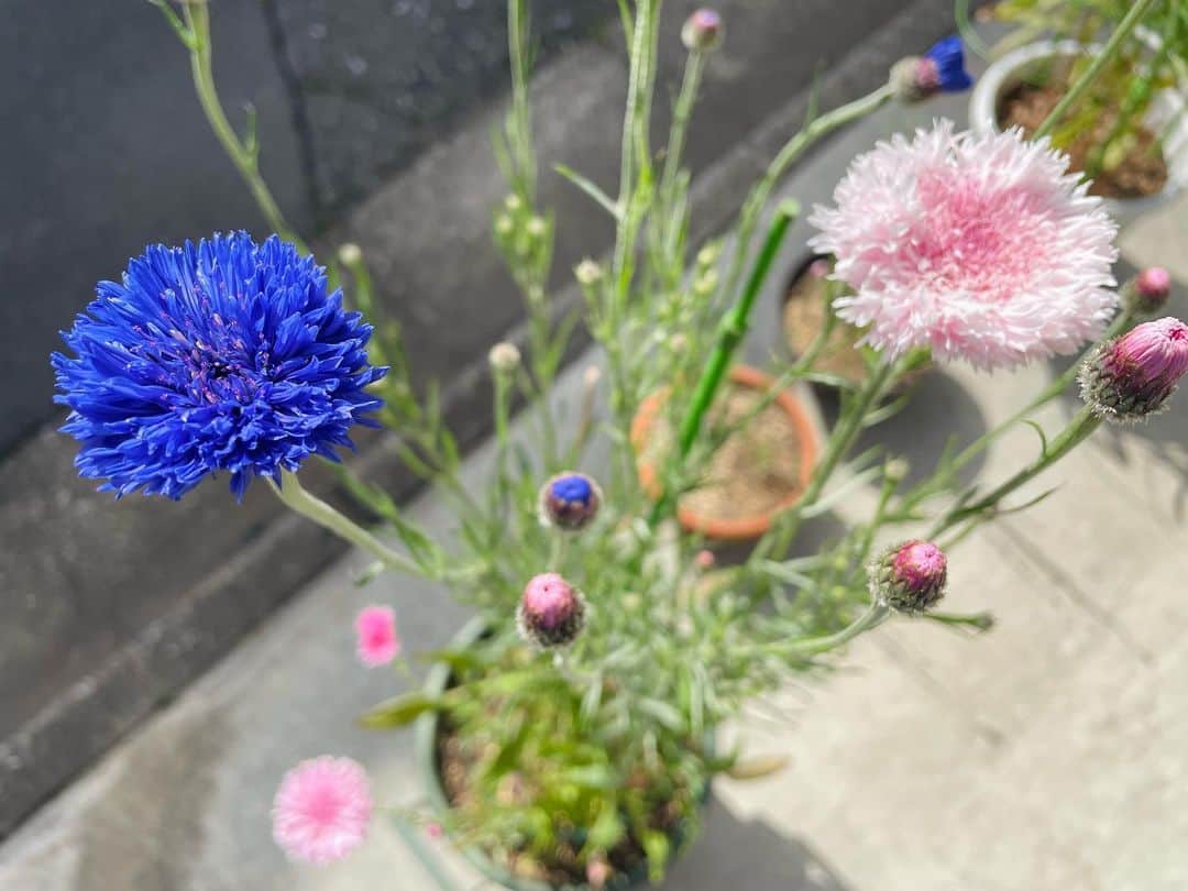 kainatsuさんのインスタグラム写真 - (kainatsuInstagram)「続々咲きだした #矢車草 😊  ピンクだけだったのが、はじめて紫のお花が咲きましたー🙌  周りが白っぽくて中心が薄ピンクのやつもあります。これもめちゃくちゃかわいい。。  形も彩色も芸術的で見惚れるよほんとうにあなた達すごいね☺️  #kmix_life #kmix_flower」4月14日 8時52分 - natsugram_life