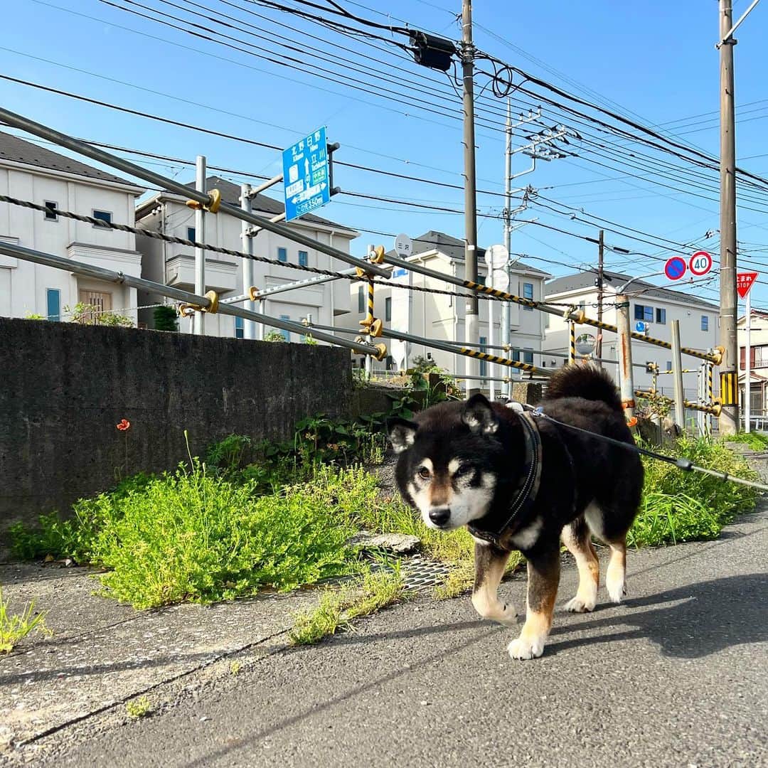 小川博永さんのインスタグラム写真 - (小川博永Instagram)「暖かいなあ。  #ししまる爺さん  #今朝まる #ししまる #dog #dogs #柴犬 #黒柴」4月14日 9時01分 - ogawahironaga
