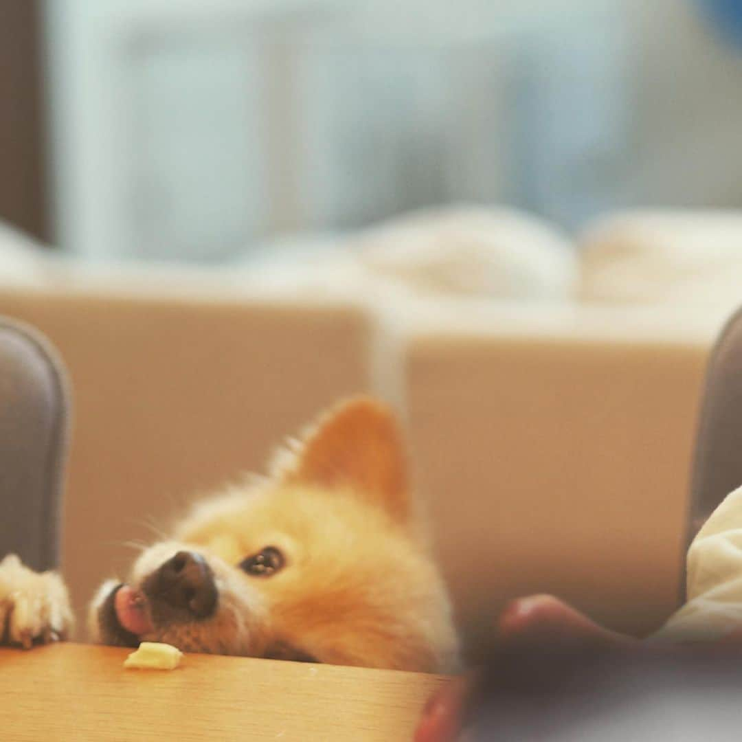 水野良樹のインスタグラム：「チーズが食べたい #名犬てけ #いぬすたぐらむ #食欲は犬一倍あります」