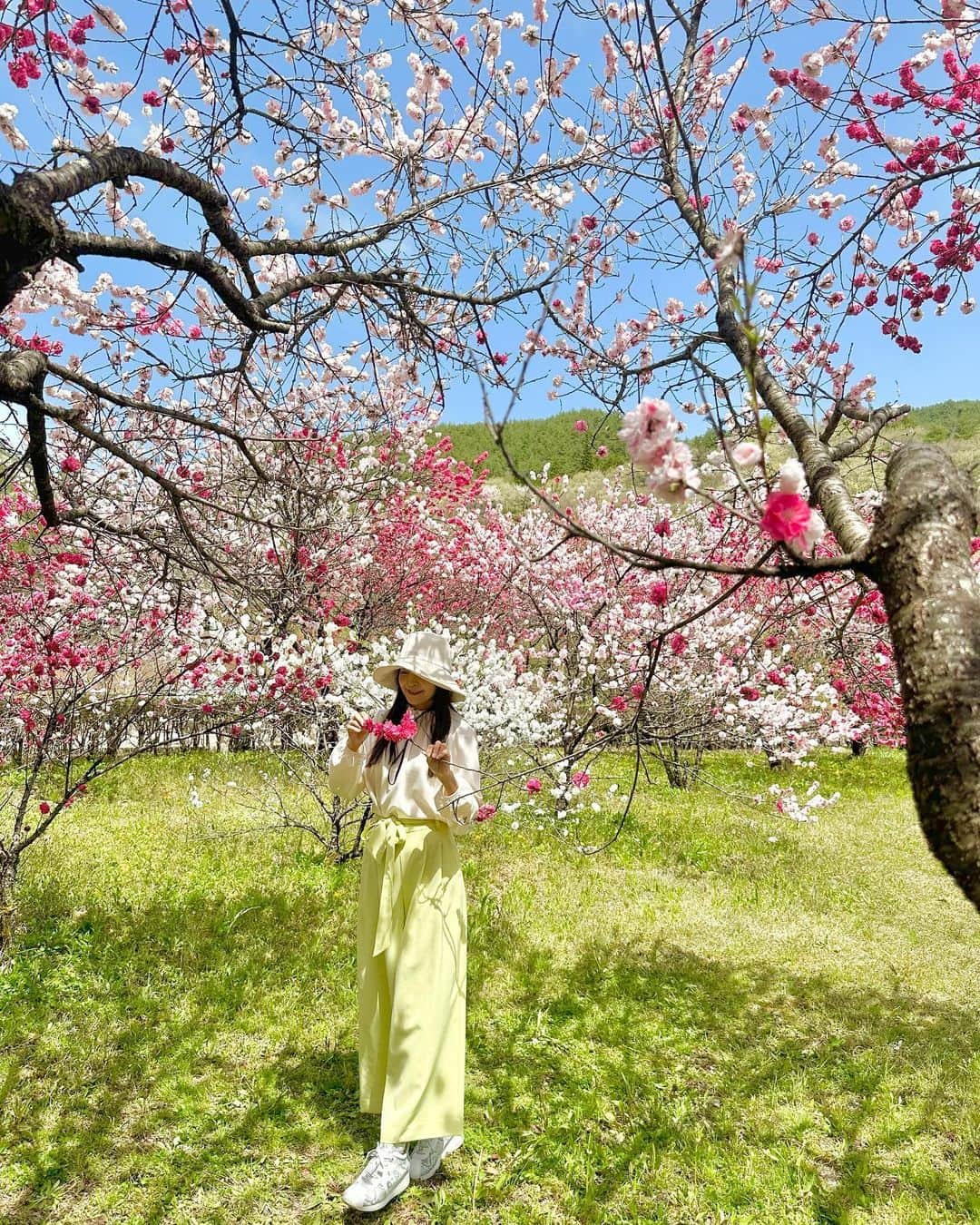 大桃美代子さんのインスタグラム写真 - (大桃美代子Instagram)「長野県阿智村の花桃の里に大桃が行く！  阿智村をご存知ですか？  今、花桃が満開の旬の場所。  「何もない」と言っていた過疎の村が、  遮るものがないから、  「日本一星がきれいな村」として名乗り出たら、  そこに価値が生まれ、有名になった場所です。  弱みを強みに変える発想。  そして、日本一の桃源郷としてまた話題になっています。  大正時代に福沢諭吉の義理の息子の桃介さんがドイツのミュンヘンで見た花桃の美しさに感動し、  この村の近くに花桃を植えた事から、始まっているそう。  その後、平成に入り、旅館の社長が1000本の花桃を  街道に植え、  さらに植え続けて、一万本の桃源郷になったとか。  1人の感動がここまで広がっていく。  阿智村はそんな場所。  「明日、地球が滅ぶとしても、  それでもリンゴの木を植える」。  マルティンルターのような人が、  阿智村には何人もいたのですね。  「何もない」は可能性の裏返し。  できる事は無限大なのです。  ピンチと見るかチャンスと見るか  それはその人次第。  美しい花桃は、  たくさんのことを教えてくれています。  見頃は5月初旬位まで。  ぜひ阿智村に行ってみてくださいね。  紫外線はかなり強いので、  外出に帽子は必需です！  私は99%カットの  つば広帽子で、  @hanahana15で  両手が空くようにしています。  あごひも付きで、風にも飛ばされず、  便利なんですよ。  PS、この景色、  空撮、  ドローンから見たら綺麗だろうなぁ。  そんな姿を見たくないですか？  見たいですよねー。  ぜひ南信州阿智村に行ってみてくださいね。  関口郷子さん　@kyon.hana1215 さん、  ステキな場所にご縁を  ありがとうございました  #長野県#阿智村#南信州#日本一の桃源郷#日本一星がきれいな村 #花桃#地域活性化#ビリーフ#コーチング#hanahana15#週末旅行 #insta360でprしたい日本  #ハット #ハットコーデ #帽子 #帽子コーデ」4月14日 9時29分 - miyoko_omomo