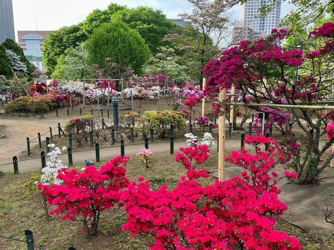 依田司さんのインスタグラム写真 - (依田司Instagram)「4月14日（金） 東京都練馬区の「平成つつじ公園」から見頃を迎えたつつじをご紹介。 およそ600品種１万株ものツツジが植えられており、都内最大級ともいわれるほどのツツジ公園です。 駅から徒歩一分、無料で見られる場所にもかかわらず、一つの木に白・ピンク・混合の３種類の花をつけるものや樹齢50年を超える立派なものなど、バリエーション豊かで貴重なツツジも見られます。 また、園内のハナミズキも見頃となっており、涼やかなハナミズキと鮮やかに色づいたツツジの共演も見事です。  #平成つつじ公園 #CHUMS #チャムス #依田さん #依田司 #お天気検定 #テレビ朝日 #グッドモーニング #気象予報士 #お天気キャスター #森林インストラクター #グリーンセイバーアドバンス #プロジェクトワイルド #IPCC伝導者 #japan #japantrip #japantravel #unknownjapan #japanAdvenそture #japanlife #lifeinjapan #instagramjapan #instajapan #療癒 #ilovejapan #weather #weathercaster #weatherforecast」4月14日 9時37分 - tsukasa_yoda