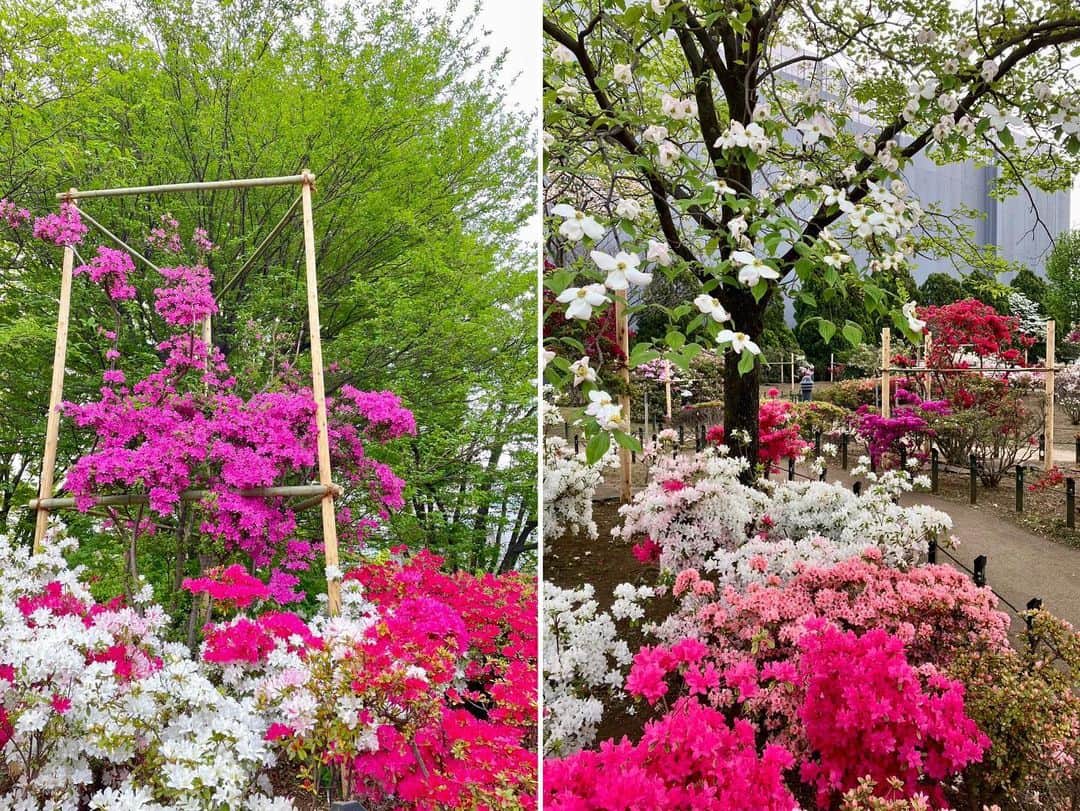 依田司さんのインスタグラム写真 - (依田司Instagram)「4月14日（金） 東京都練馬区の「平成つつじ公園」から見頃を迎えたつつじをご紹介。 およそ600品種１万株ものツツジが植えられており、都内最大級ともいわれるほどのツツジ公園です。 駅から徒歩一分、無料で見られる場所にもかかわらず、一つの木に白・ピンク・混合の３種類の花をつけるものや樹齢50年を超える立派なものなど、バリエーション豊かで貴重なツツジも見られます。 また、園内のハナミズキも見頃となっており、涼やかなハナミズキと鮮やかに色づいたツツジの共演も見事です。  #平成つつじ公園 #CHUMS #チャムス #依田さん #依田司 #お天気検定 #テレビ朝日 #グッドモーニング #気象予報士 #お天気キャスター #森林インストラクター #グリーンセイバーアドバンス #プロジェクトワイルド #IPCC伝導者 #japan #japantrip #japantravel #unknownjapan #japanAdvenそture #japanlife #lifeinjapan #instagramjapan #instajapan #療癒 #ilovejapan #weather #weathercaster #weatherforecast」4月14日 9時37分 - tsukasa_yoda