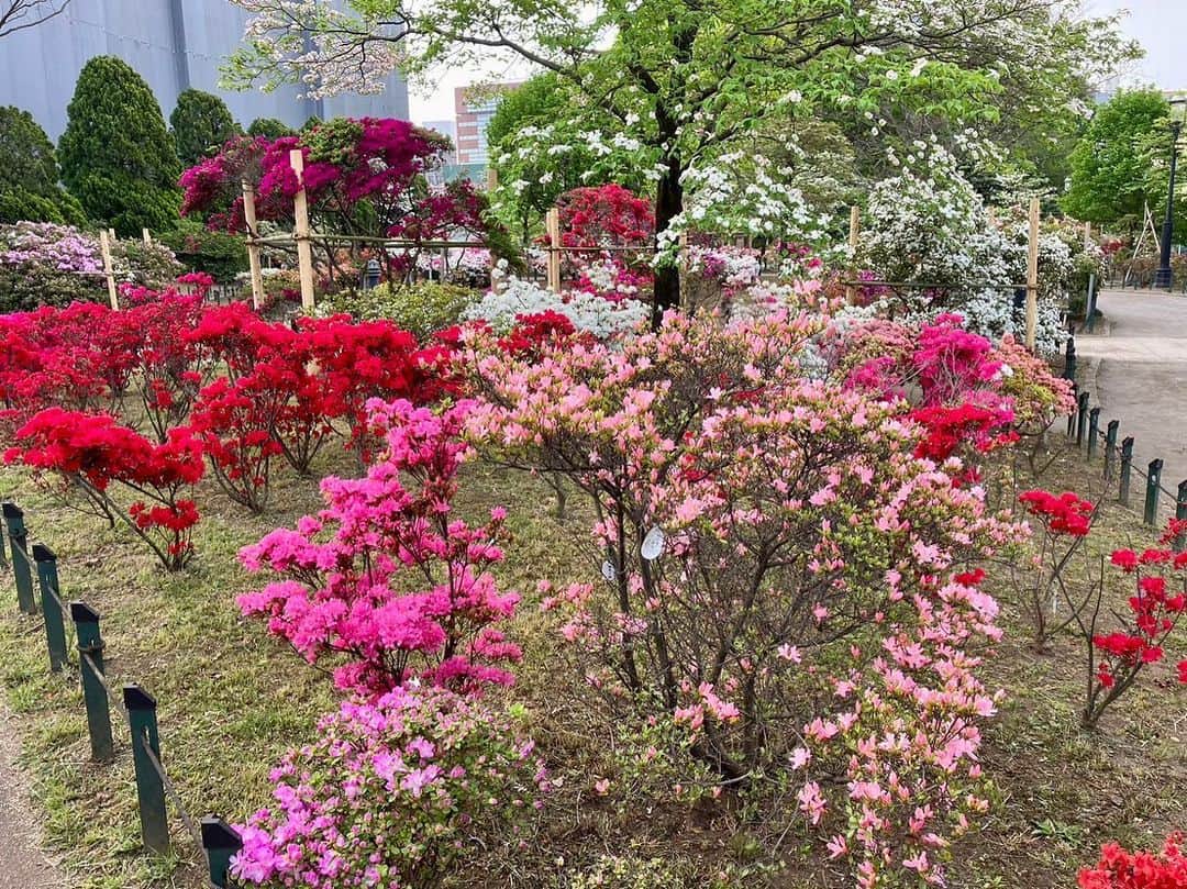 依田司さんのインスタグラム写真 - (依田司Instagram)「4月14日（金） 東京都練馬区の「平成つつじ公園」から見頃を迎えたつつじをご紹介。 およそ600品種１万株ものツツジが植えられており、都内最大級ともいわれるほどのツツジ公園です。 駅から徒歩一分、無料で見られる場所にもかかわらず、一つの木に白・ピンク・混合の３種類の花をつけるものや樹齢50年を超える立派なものなど、バリエーション豊かで貴重なツツジも見られます。 また、園内のハナミズキも見頃となっており、涼やかなハナミズキと鮮やかに色づいたツツジの共演も見事です。  #平成つつじ公園 #CHUMS #チャムス #依田さん #依田司 #お天気検定 #テレビ朝日 #グッドモーニング #気象予報士 #お天気キャスター #森林インストラクター #グリーンセイバーアドバンス #プロジェクトワイルド #IPCC伝導者 #japan #japantrip #japantravel #unknownjapan #japanAdvenそture #japanlife #lifeinjapan #instagramjapan #instajapan #療癒 #ilovejapan #weather #weathercaster #weatherforecast」4月14日 9時37分 - tsukasa_yoda