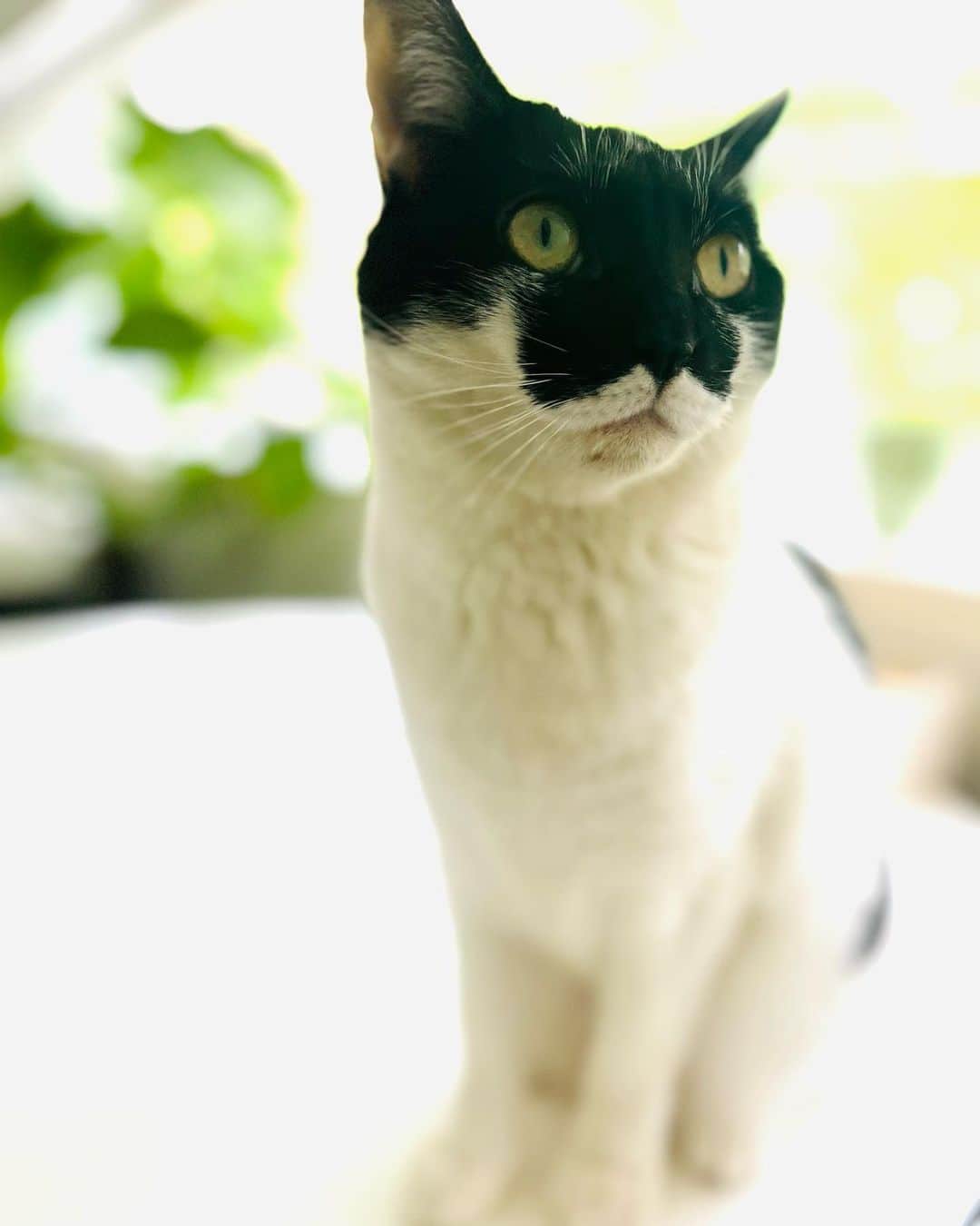 浅田信一のインスタグラム：「「ども。」🐱」