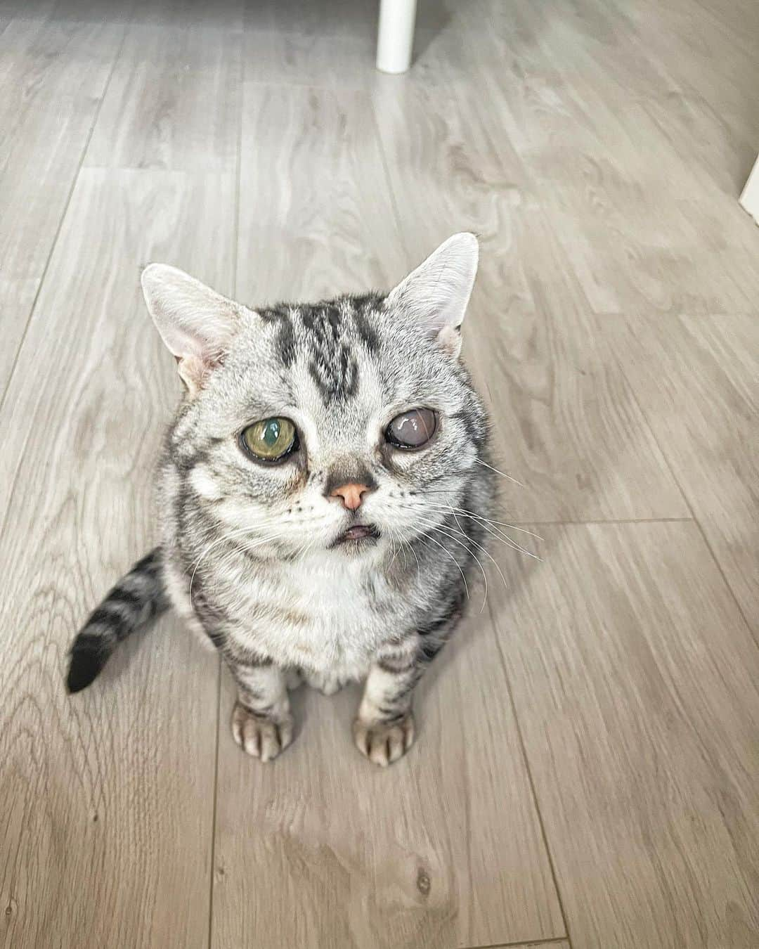 ルフさんのインスタグラム写真 - (ルフInstagram)「Luhu of today,this is 11 years old cat but still looks like baby cat ❤️ - - #luhu #sadcat #angel #adorable #lovely #babycat」3月31日 0時59分 - lanlan731