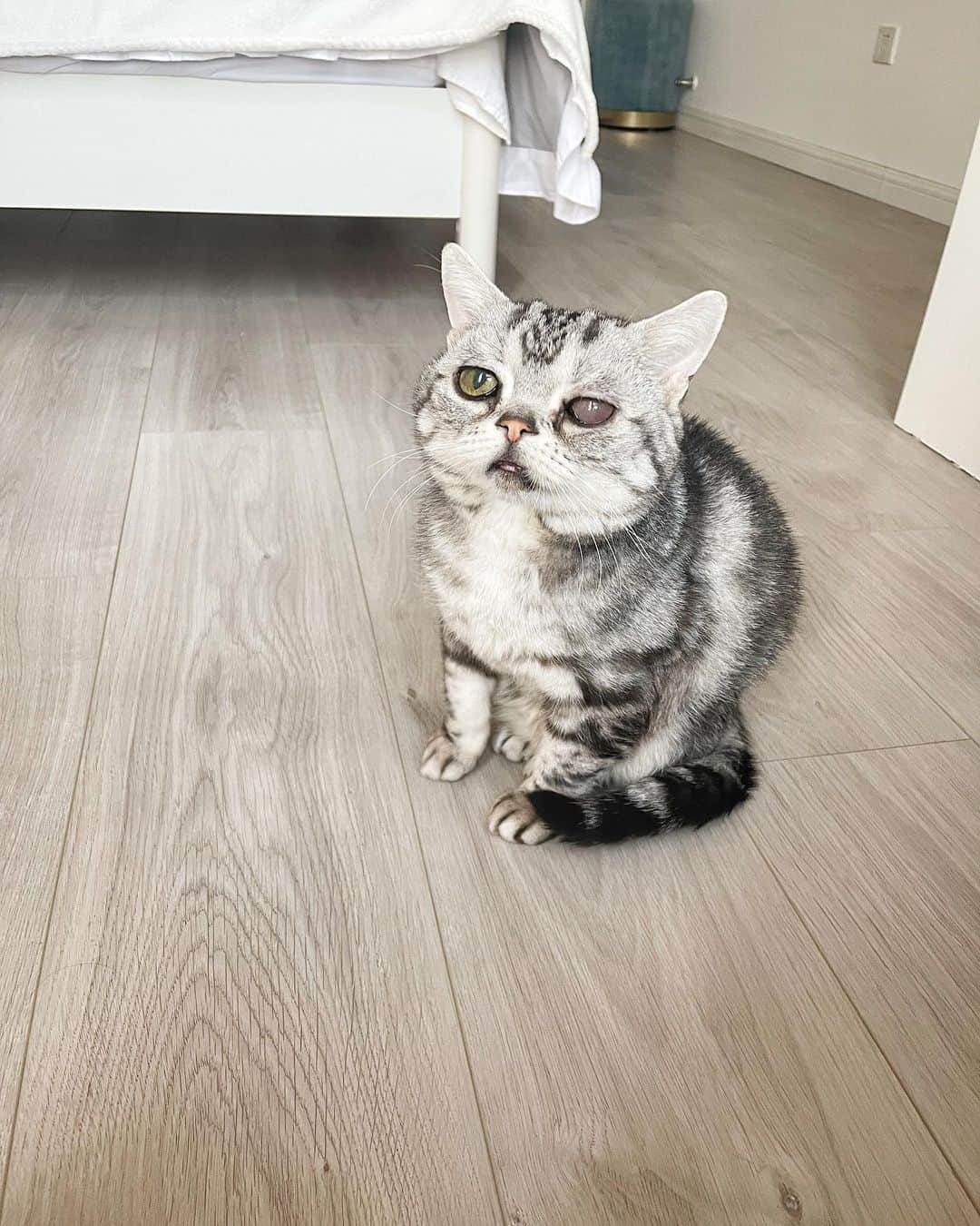 ルフさんのインスタグラム写真 - (ルフInstagram)「Luhu of today,this is 11 years old cat but still looks like baby cat ❤️ - - #luhu #sadcat #angel #adorable #lovely #babycat」3月31日 0時59分 - lanlan731