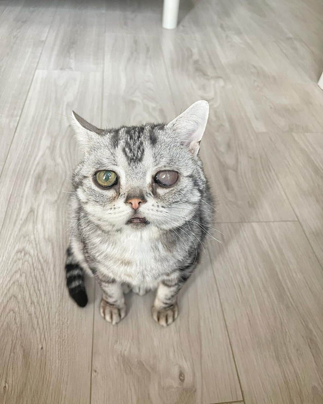 ルフのインスタグラム：「Luhu of today,this is 11 years old cat but still looks like baby cat ❤️ - - #luhu #sadcat #angel #adorable #lovely #babycat」