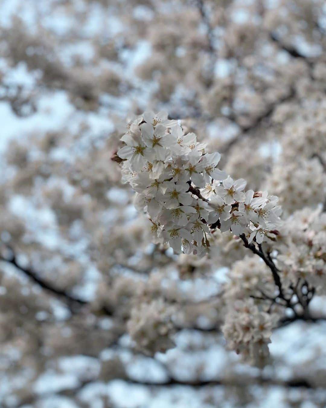 植村麻由さんのインスタグラム写真 - (植村麻由Instagram)「今年の桜もきれいだった🌸 散るの早くてかなしい」3月31日 1時05分 - oeufmayu