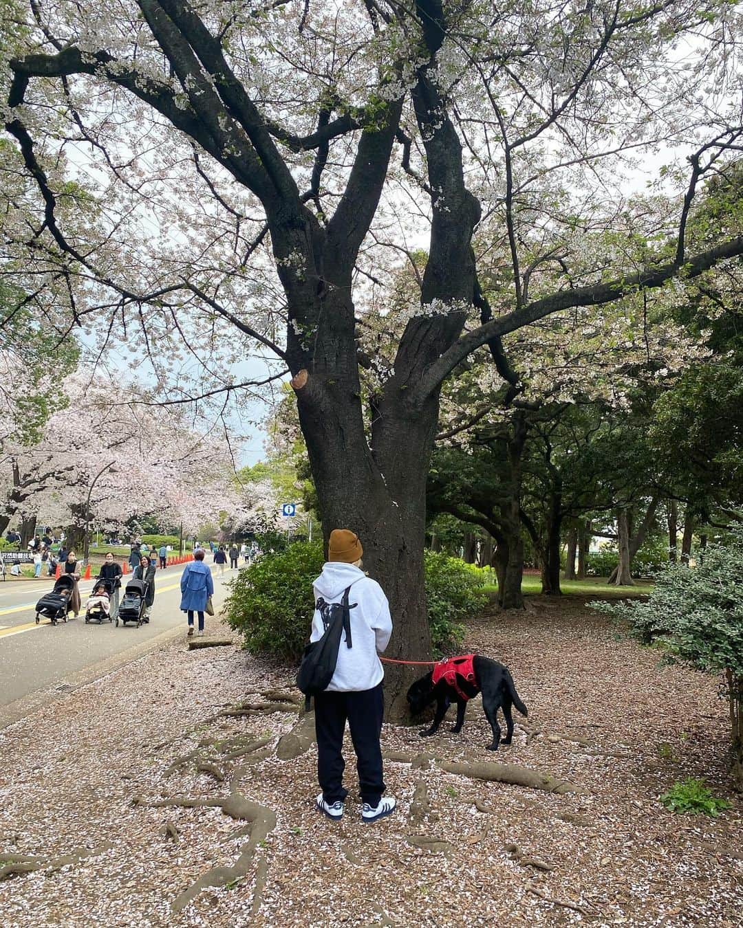 植村麻由さんのインスタグラム写真 - (植村麻由Instagram)「今年の桜もきれいだった🌸 散るの早くてかなしい」3月31日 1時05分 - oeufmayu
