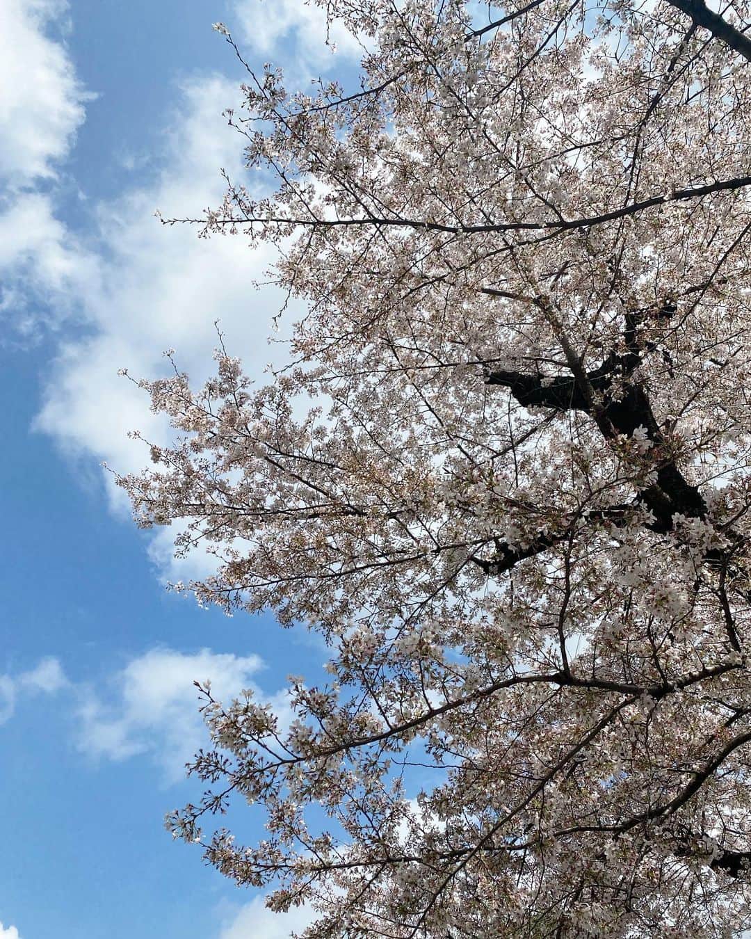植村麻由のインスタグラム：「今年の桜もきれいだった🌸 散るの早くてかなしい」