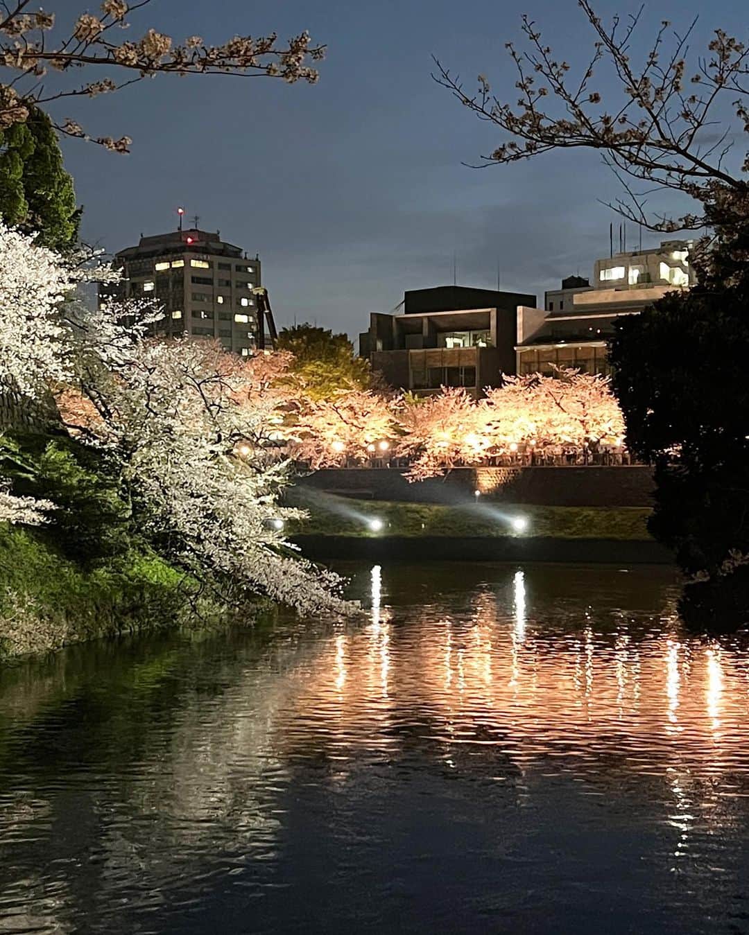 紫苑みやびさんのインスタグラム写真 - (紫苑みやびInstagram)「2023年の東京の桜🌸も見納め。 満開から雨降りが続いたりして、お出かけし辛く、やっと見に行ってきました❣️  千鳥ヶ淵の遊歩道は半蔵門からアプローチする派です。九段下からだと、行列ができていてサクサクと歩けないから。  左側通行で、右手のお堀と少し離れて歩きますが、お堀を見たい時は右側に入って見物しますよ。  武道館もライトアップされてて"玉ねぎ"が見えました！  #夜桜 #東京の桜スポット #千鳥ヶ淵 #千鳥ヶ淵の桜 #桜の名所 #おすすめルート #半蔵門 #九段下 #セルフィー女子 #眼鏡女子 #sakura🌸 #tokyo #tokyojapan🇯🇵」3月31日 1時18分 - shion_miyabi