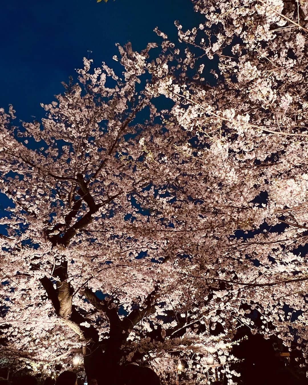 紫苑みやびさんのインスタグラム写真 - (紫苑みやびInstagram)「2023年の東京の桜🌸も見納め。 満開から雨降りが続いたりして、お出かけし辛く、やっと見に行ってきました❣️  千鳥ヶ淵の遊歩道は半蔵門からアプローチする派です。九段下からだと、行列ができていてサクサクと歩けないから。  左側通行で、右手のお堀と少し離れて歩きますが、お堀を見たい時は右側に入って見物しますよ。  武道館もライトアップされてて"玉ねぎ"が見えました！  #夜桜 #東京の桜スポット #千鳥ヶ淵 #千鳥ヶ淵の桜 #桜の名所 #おすすめルート #半蔵門 #九段下 #セルフィー女子 #眼鏡女子 #sakura🌸 #tokyo #tokyojapan🇯🇵」3月31日 1時18分 - shion_miyabi