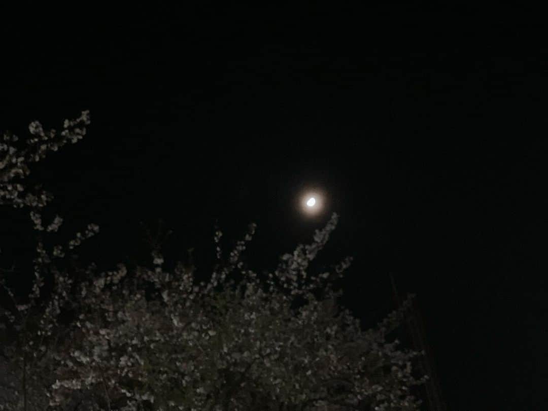 東麻美のインスタグラム：「帰り道、見上げた月と桜を記念に🌛🌸  2023/3/30🌷🌷🌷 #spring#cherryblossom#moon」