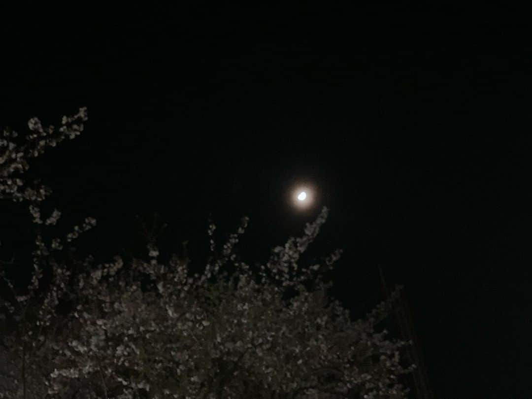 のインスタグラム：「帰り道、見上げた月と桜を記念に🌛🌸  2023/3/30🌷🌷🌷 #spring#cherryblossom#moon」