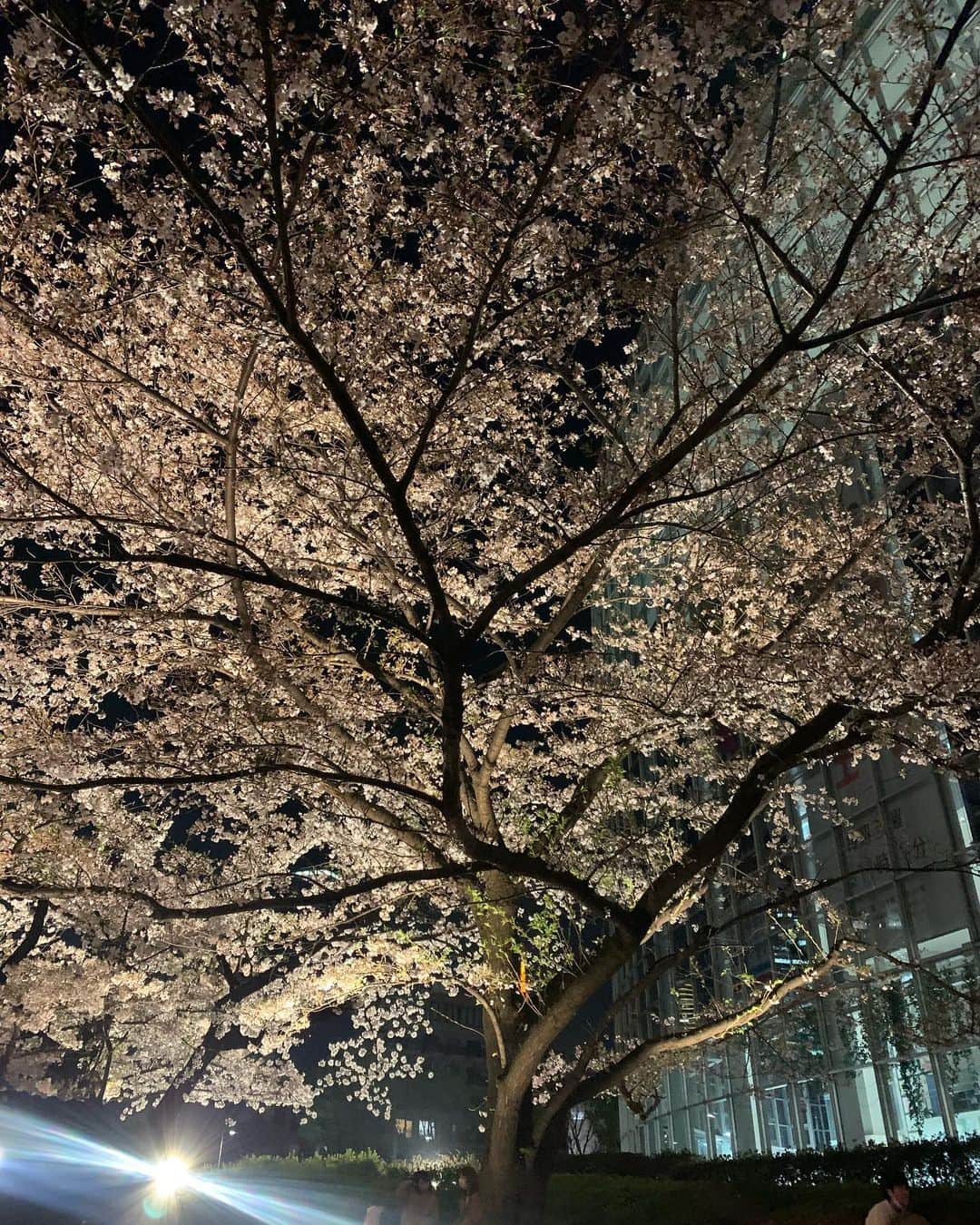 小出真保さんのインスタグラム写真 - (小出真保Instagram)「テレビ朝日前の桜🌸。 ライトアップ。」3月31日 1時55分 - mahokoide