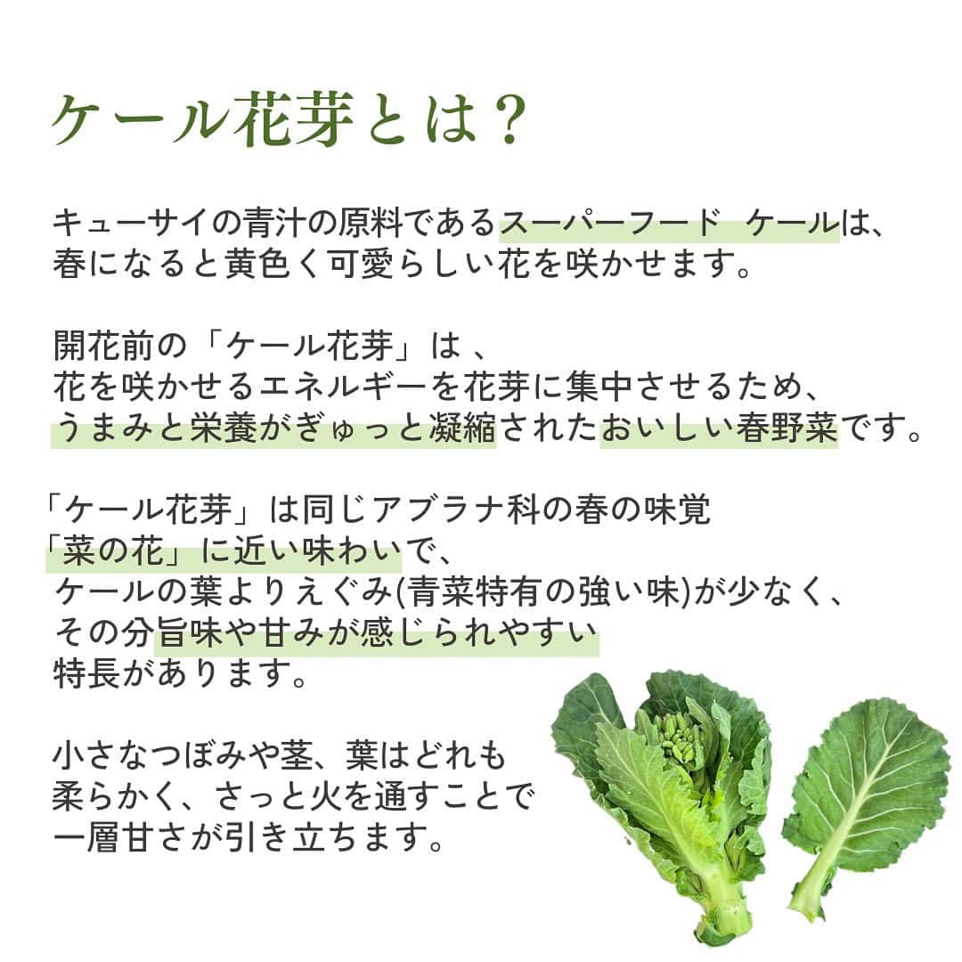 kyusai_kale_officialさんのインスタグラム写真 - (kyusai_kale_officialInstagram)「【レア春野菜「ケール花芽」販売開始！】  今年もこの季節がやってまいりました🌸 ほんの半月ほどしか収穫できない貴重な春野菜「ケール花芽」の販売を開始しました！  ケールの花芽は菜の花に近い味わいで、ケールの葉よりえぐみが少なく、その分旨味や甘みが感じられやすい特長があります。小さなつぼみや茎、葉はどれも柔らかく、さっと火を通すことで一層甘さが引き立ちます。  クセが少なく甘いので、おひたし、天ぷら、炒め物など、幅広い料理で活用していただけます。まずは、ぜひ花芽そのものの味が感じられるシンプルな味付けでご賞味ください。目にも鮮やかなグリーンが、春の食卓を彩ります✨ ------------------------------------------------------------------------- #キューサイ #qsai #ケール #ケールワーク#ケールレシピ #スーパーフード #青汁 #ケール青汁#ケール #美容 #健康 #ウェルエイジング #健康 #インナーケア #野菜 #ケール花芽 #ケールの花芽 #花芽 #旬の食材 #春の食材 #春 #旬の野菜 #春の味覚 #春野菜 #レア野菜 #珍しい野菜 #変わり野菜 #ていねいな暮らし #レア食材 #農薬不使用」3月30日 17時32分 - kyusai_kale_official