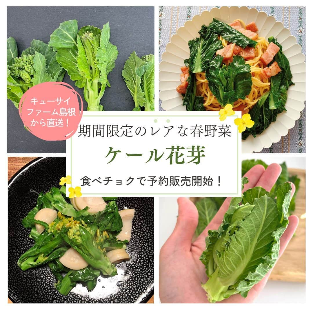 kyusai_kale_officialのインスタグラム：「【レア春野菜「ケール花芽」販売開始！】  今年もこの季節がやってまいりました🌸 ほんの半月ほどしか収穫できない貴重な春野菜「ケール花芽」の販売を開始しました！  ケールの花芽は菜の花に近い味わいで、ケールの葉よりえぐみが少なく、その分旨味や甘みが感じられやすい特長があります。小さなつぼみや茎、葉はどれも柔らかく、さっと火を通すことで一層甘さが引き立ちます。  クセが少なく甘いので、おひたし、天ぷら、炒め物など、幅広い料理で活用していただけます。まずは、ぜひ花芽そのものの味が感じられるシンプルな味付けでご賞味ください。目にも鮮やかなグリーンが、春の食卓を彩ります✨ ------------------------------------------------------------------------- #キューサイ #qsai #ケール #ケールワーク#ケールレシピ #スーパーフード #青汁 #ケール青汁#ケール #美容 #健康 #ウェルエイジング #健康 #インナーケア #野菜 #ケール花芽 #ケールの花芽 #花芽 #旬の食材 #春の食材 #春 #旬の野菜 #春の味覚 #春野菜 #レア野菜 #珍しい野菜 #変わり野菜 #ていねいな暮らし #レア食材 #農薬不使用」