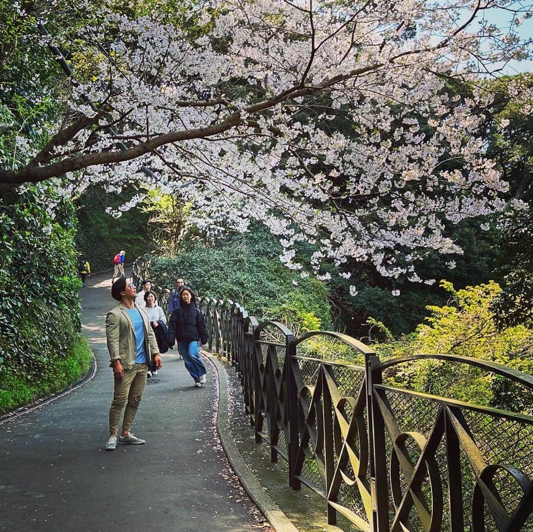 yoshiさんのインスタグラム写真 - (yoshiInstagram)「江ノ島に桜見に行ってしてきました。 やっぱり桜🌸は綺麗ですね。  江ノ島は10年ぶりくらいかな。 けっこう変わってましたが楽しかった☺️  ps 名物しらす丼が美味しかった👍 高タンパク低脂肪な完璧なダイエット食😉  #しらす丼  #江ノ島 #お花見 #￼ボディーコーディネーターyoshi #メンズダイエット #ナチュラルトレーニー #ナチュラルビルダー #ドラッグフリートレーニー #アンチドーピング #フィジーク #フィジーカー #ボディビル #ボディビルダー #腹筋　#腹筋トレ　#腹筋トレーニング #胸トレ #胸トレメニュー #筋トレダイエット #筋トレ #大胸筋  #chest #chestworkout #muscle #workout #workoutmotivation #fittness #drugfree #drugfreetrainer」3月30日 17時34分 - mens_diet