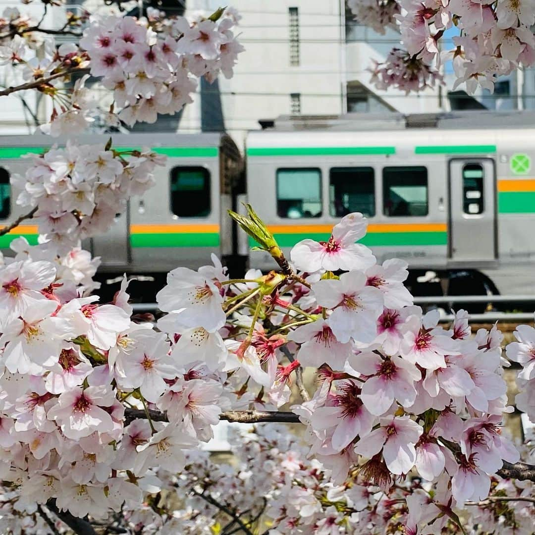 堀江淳さんのインスタグラム写真 - (堀江淳Instagram)「桜と電車🌸  #桜 #花見 #JR #湘南新宿ライン #グリーン車 #満開の桜」3月30日 17時36分 - jun.horie2