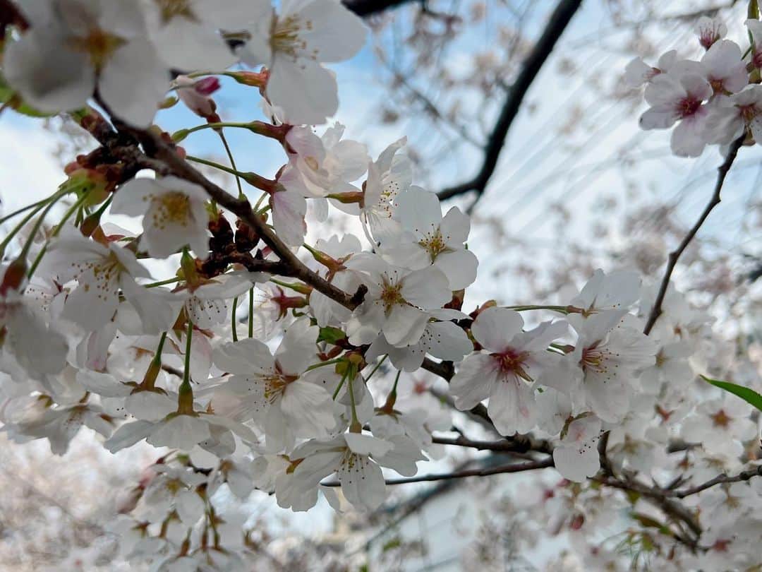 實石あづささんのインスタグラム写真 - (實石あづさInstagram)「. お仕事終わりに川沿いをてくてく 満開の桜を眺めながらの散歩で 心満たされました🥺✨ . #🌸 #🌸🌸🌸 #桜  #spring #springhascome  #2023春  #お花見 #お花見日和 #満開 #fukuoka #japan  #フリーアナウンサー  #スピーチトレーナー  #キャリアコンサルタント #キャリコン #實石あづさ」3月30日 17時36分 - azusa_jitsuishi