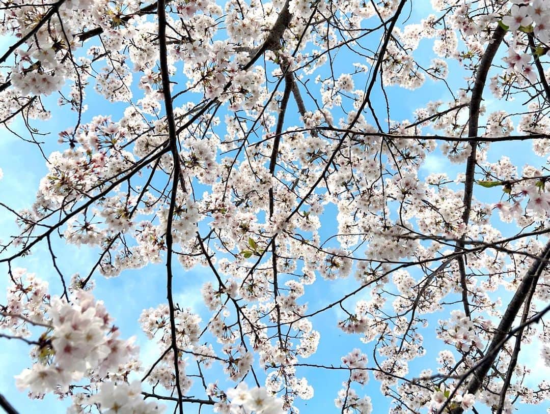 實石あづささんのインスタグラム写真 - (實石あづさInstagram)「. お仕事終わりに川沿いをてくてく 満開の桜を眺めながらの散歩で 心満たされました🥺✨ . #🌸 #🌸🌸🌸 #桜  #spring #springhascome  #2023春  #お花見 #お花見日和 #満開 #fukuoka #japan  #フリーアナウンサー  #スピーチトレーナー  #キャリアコンサルタント #キャリコン #實石あづさ」3月30日 17時36分 - azusa_jitsuishi