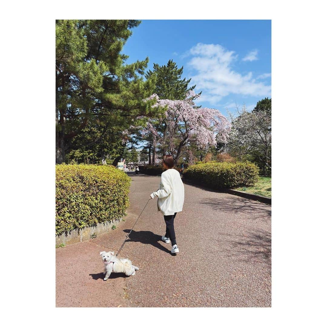 菊地舞美のインスタグラム：「🐶 ___________________________  桜を見ながら お散歩っ🐶🌸  ——  #てるみにっき  #桜」