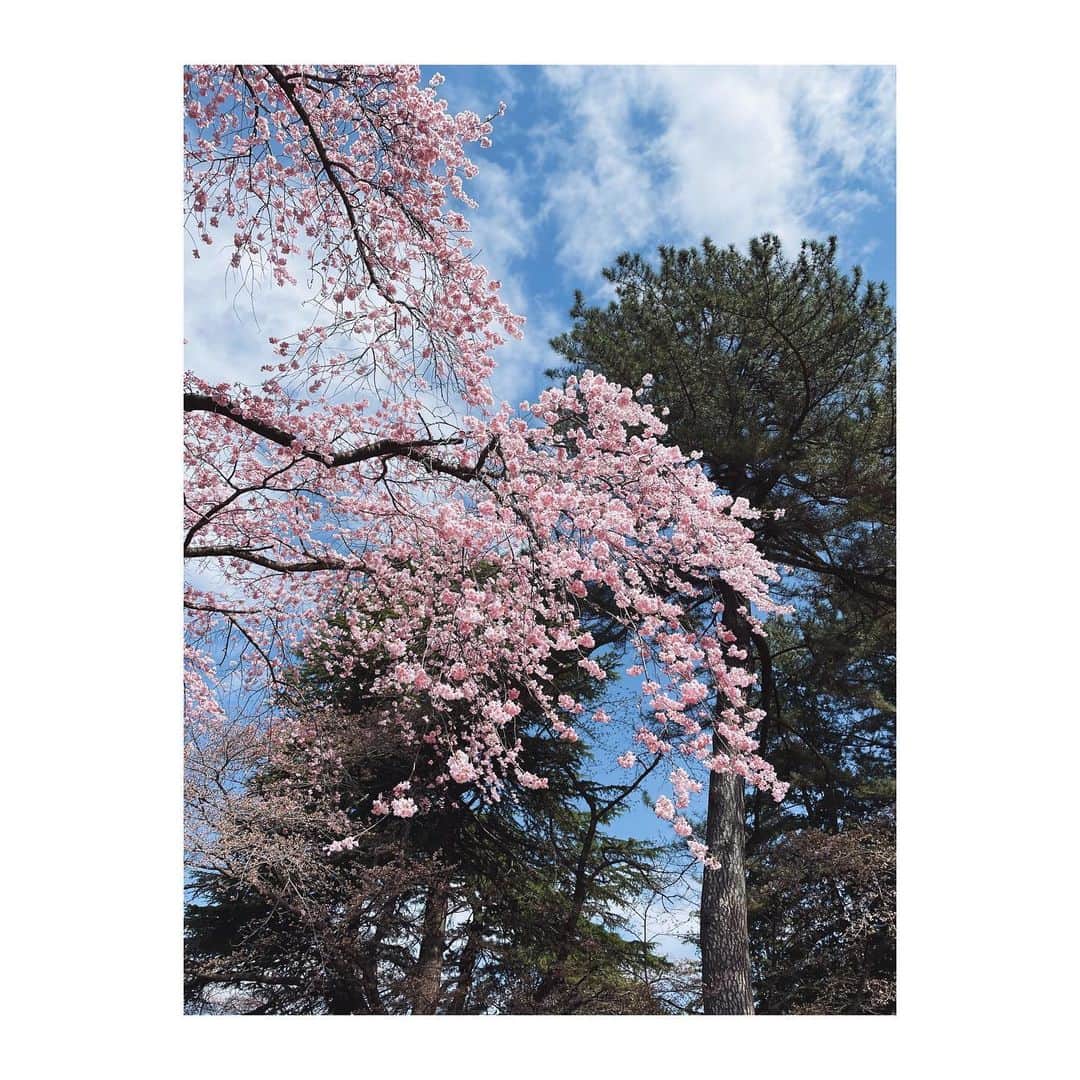 菊地舞美さんのインスタグラム写真 - (菊地舞美Instagram)「🐶 ___________________________  桜を見ながら お散歩っ🐶🌸  ——  #てるみにっき  #桜」3月30日 17時37分 - maimi_kikuchi_reborn