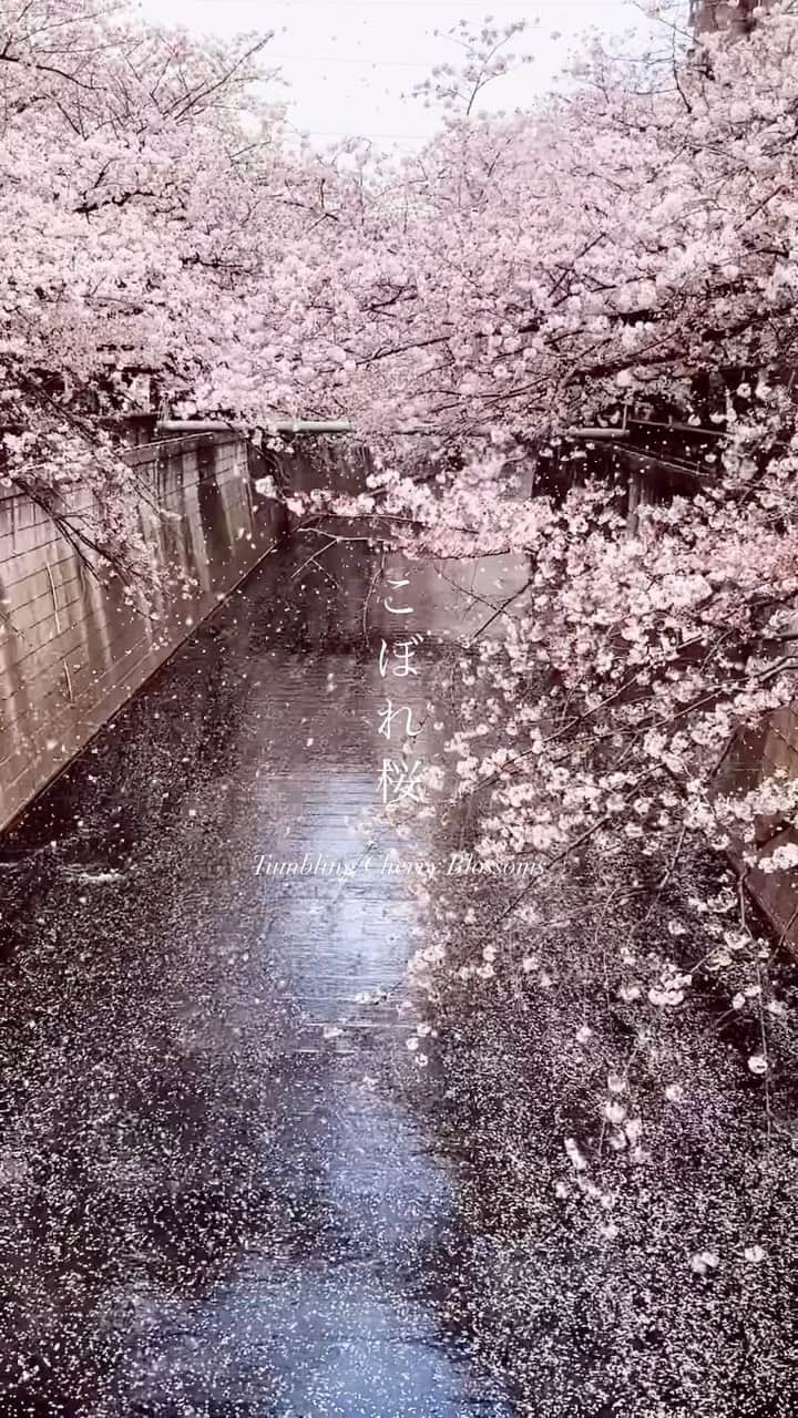 YUKI FUJIWARAのインスタグラム：「こぼれ桜 Tumbling Cherry Blossoms  盛りなる 枝より桜 零るるは　 悲しきばかり 美しきかな Plentiful cherry blossoms tumble to the ground Sad that they fall but beautiful to see  風が吹くたびにこぼれ落ちる桜の花びら。 美しくも名残惜しい束の間の瞬間。   #美しい日本語  #Japaneseculture #日本文化 #桜スポット #wagashi_art #目黒川の桜 #桜 #🌸 #cherryblossom #満開 #花見 #japantrip」