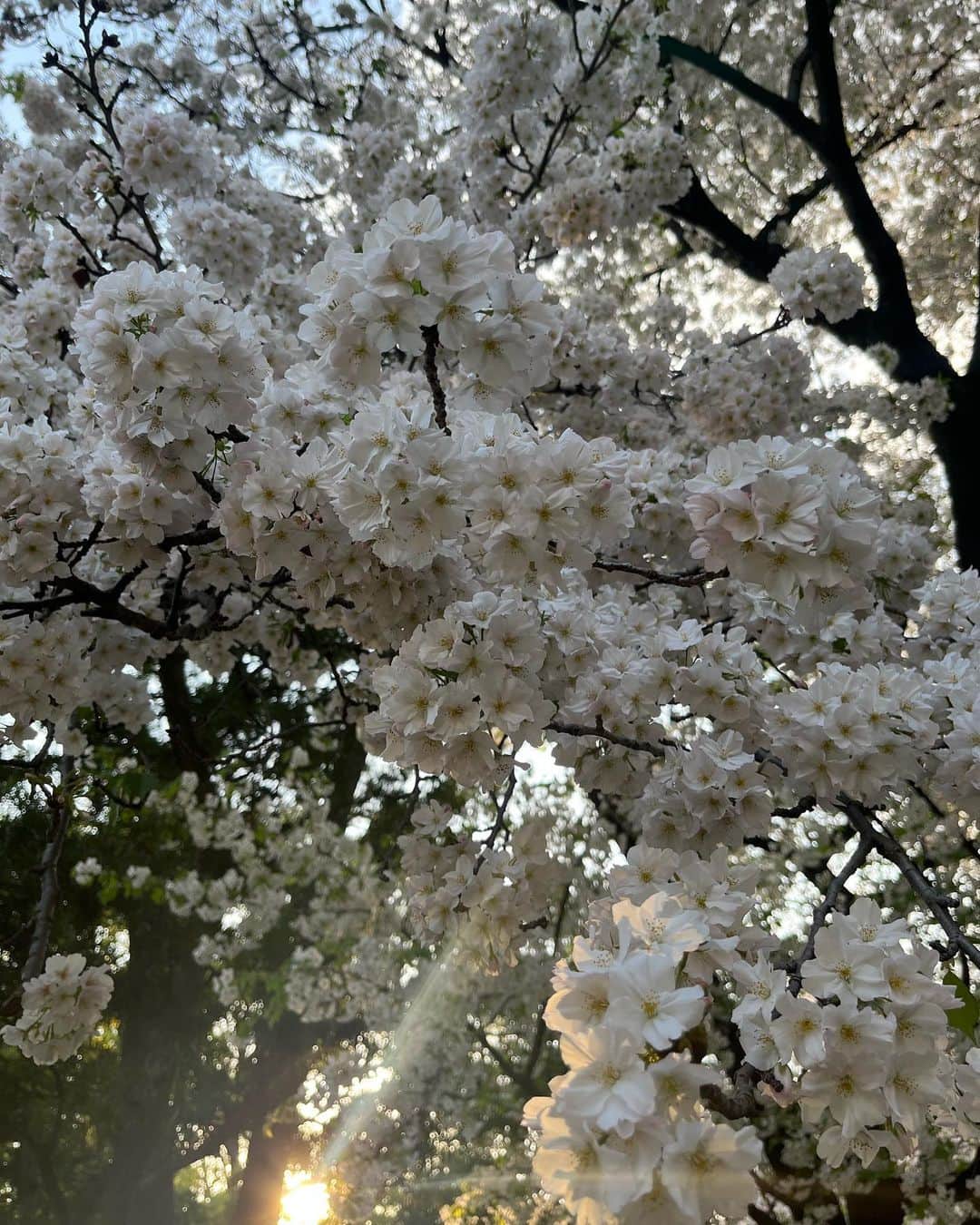 崎本ゆかりさんのインスタグラム写真 - (崎本ゆかりInstagram)「🌸  #今年の桜 雨続きで残念だったけど、まだまだ元気な桜に出会えた♡ かわいいね。 目の前に伸びた枝にそっと🤝🏻 (引っ張ってないよw」3月30日 17時42分 - yukariiiin5