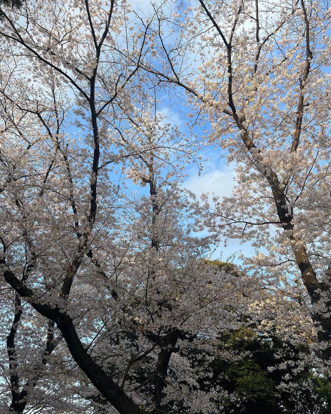 崎本ゆかりさんのインスタグラム写真 - (崎本ゆかりInstagram)「🌸  #今年の桜 雨続きで残念だったけど、まだまだ元気な桜に出会えた♡ かわいいね。 目の前に伸びた枝にそっと🤝🏻 (引っ張ってないよw」3月30日 17時42分 - yukariiiin5