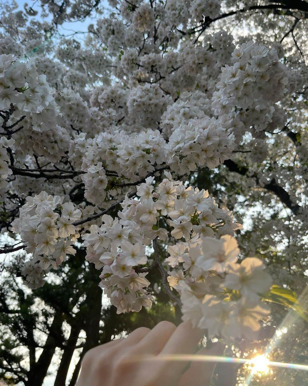 崎本ゆかりのインスタグラム：「🌸  #今年の桜 雨続きで残念だったけど、まだまだ元気な桜に出会えた♡ かわいいね。 目の前に伸びた枝にそっと🤝🏻 (引っ張ってないよw」