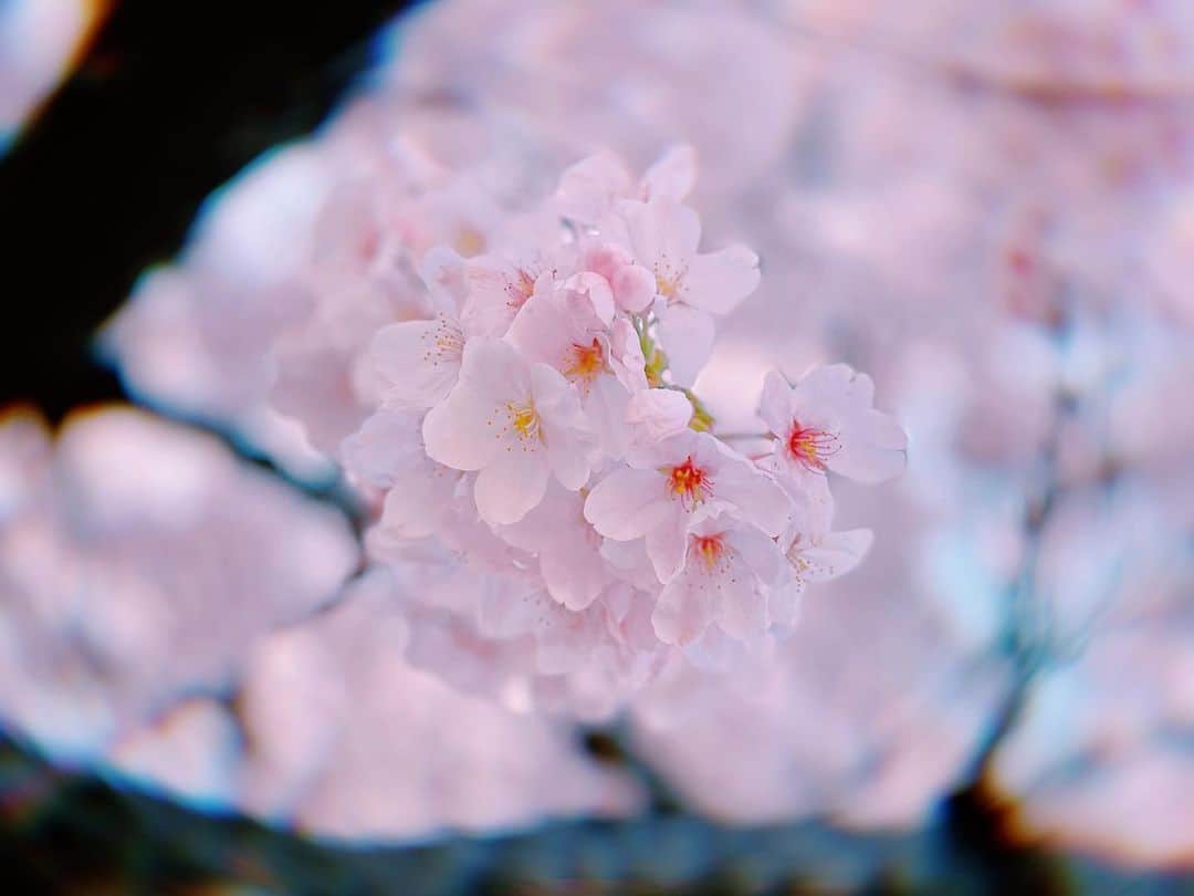 潘めぐみさんのインスタグラム写真 - (潘めぐみInstagram)「隙あらば  スタジオのそばの桜の木を見つけて  癒されています。  心と身体に必要な時間。  花冷えと言われるくらいだから  まだちょっぴり寒さも感じるけれど  桜の花を見ていると  その感覚も込みで風情があっていいなぁと思える魔法。  #桜 #sakura #cherryblossom #春 #spring #springday」3月30日 17時42分 - han_meg_han