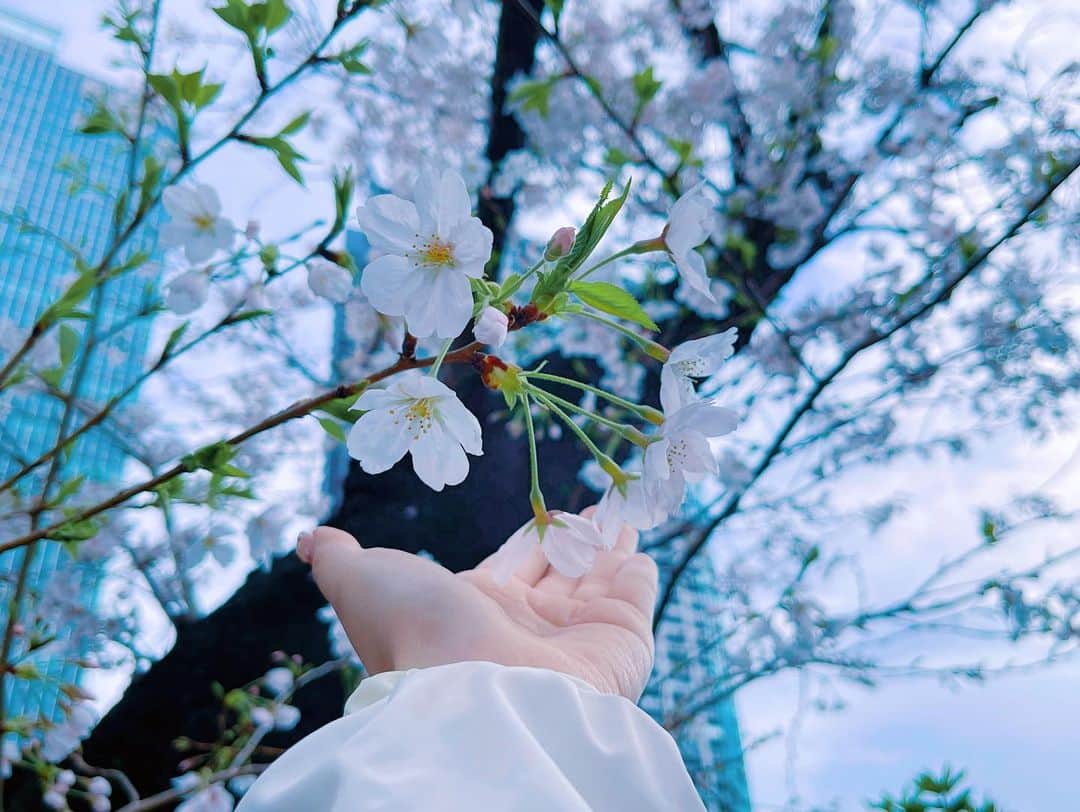 潘めぐみさんのインスタグラム写真 - (潘めぐみInstagram)「隙あらば  スタジオのそばの桜の木を見つけて  癒されています。  心と身体に必要な時間。  花冷えと言われるくらいだから  まだちょっぴり寒さも感じるけれど  桜の花を見ていると  その感覚も込みで風情があっていいなぁと思える魔法。  #桜 #sakura #cherryblossom #春 #spring #springday」3月30日 17時42分 - han_meg_han