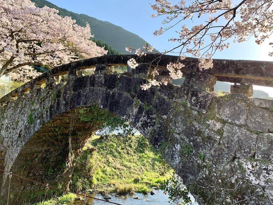 常盤よしこさんのインスタグラム写真 - (常盤よしこInstagram)「桜と趣のある石橋🌸 美里町の大窪橋から中継でした！ 今週いっぱいは楽しめそうです❤️ 緑コート着たら馴染んじゃったな。。 どこにいるかわからない。笑  #石橋の里美里町#美里町の石橋#桜スポット#ソメイヨシノ#美里町の桜#てれビタ#熊本県民テレビ」3月30日 17時46分 - yoshiko.tokiwa