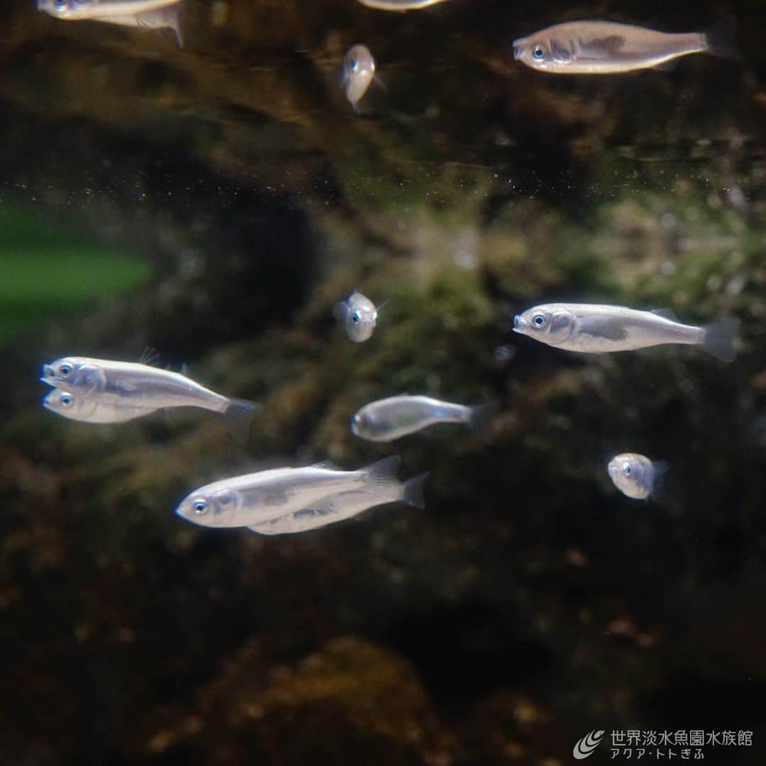 世界淡水魚園水族館 アクア・トト ぎふのインスタグラム：「春夏限定！ ボラの幼魚を展示しています。  出世魚としても有名なボラ。小さな個体はハクやオボコと呼ばれます。  春の河口や干潟ではキラキラ輝く姿を目にすることも。潮干狩りにお出かけする機会があれば、探してみてくださいね。  #アクアトト #水族館 #aquarium #オアシスパーク #河川環境楽園」