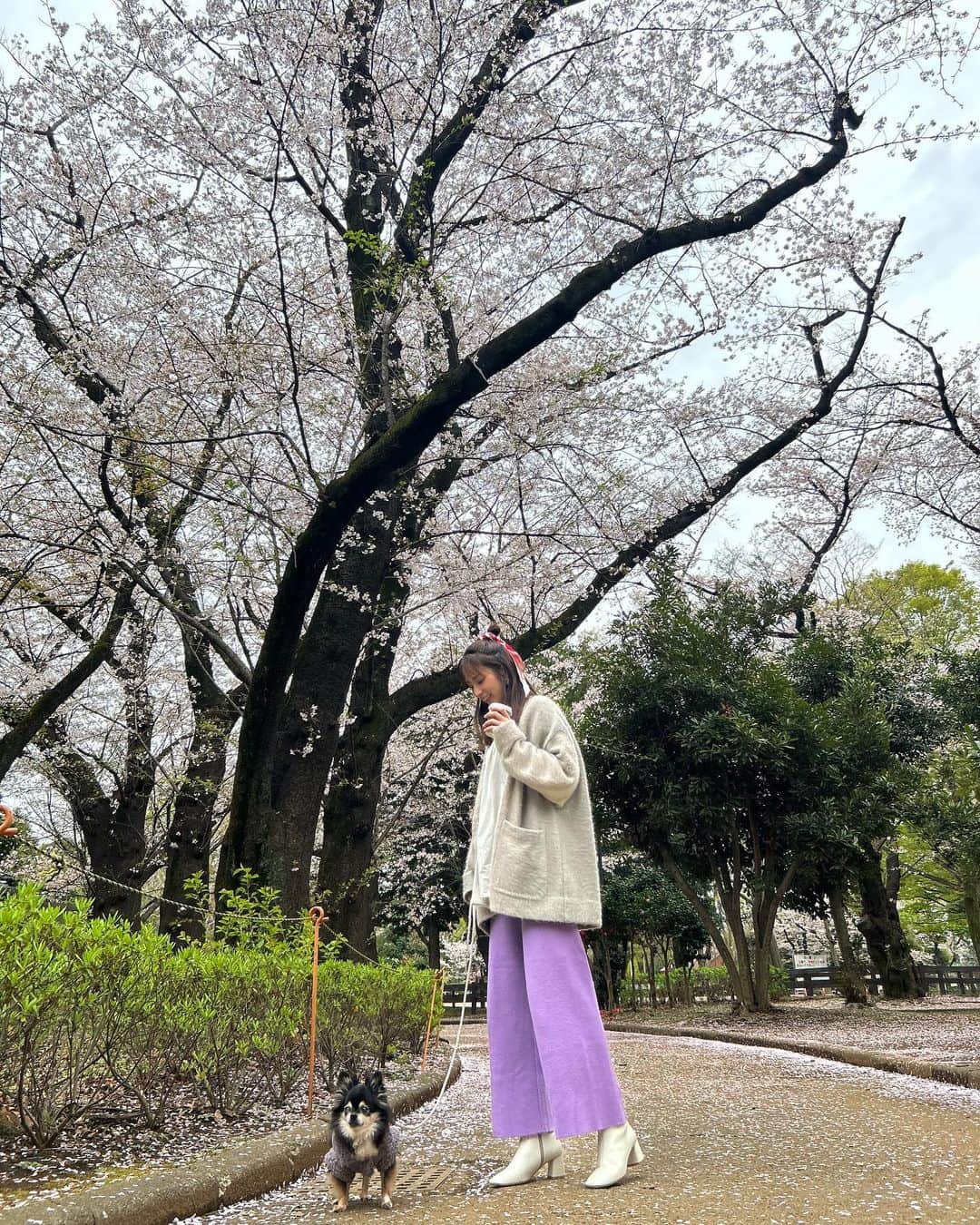前田ゆうのインスタグラム：「お花見🌸ではないけどお散歩してたら桜がきれいだったよぉ〜＾＾ ちょっと前の写真だからまだ寒くってあったかいお洋服🐶ですね〜🐕  しかし今日はポカポカあったかくて嬉しい😆もういよいよちゃんとした春？！😍だいすきな春🌷  去年まで今日は誕生日？ として特別な日でした＾＾（いまでもやっぱりこの日がくるとわくわくしちゃう😝）9年前が懐かしいのぅ😁 え！？しかしもう9年も前になるの😂ぽりぽり😉」