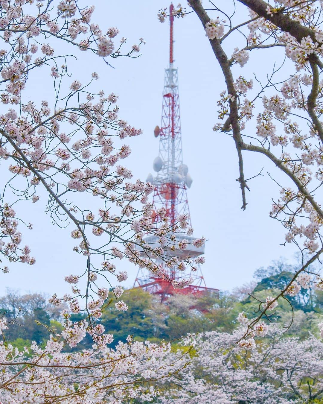 平塚市さんのインスタグラム写真 - (平塚市Instagram)「桜レポート🌸 湘南平（高麗山公園） 昨日に続き、今日も日中は暖かいお花見日和🌸 お気に入りの桜スポットを訪れた人も多いのではないでしょうか！ 湘南平の桜も見頃を迎えていました！ 頂上の高麗山公園はもちろん、そこまでに素敵な桜並木が見えるところもあります。ぜひ、お気に入りのスポットを探してみてくださいね。  #手をつなぎたくなる街 #hiratsukagood #hiratsuka #平塚 #kanagawaphotoclub #湘南 #shonan #湘南平 #高麗山公園 #季節の花 #季節の花を楽しむ #桜 #さくら  #はなまっぷ #ザ花部 #花の写真館 #花のある暮らし #best_moments_flora #mst_flower #今日もお疲れ様でした #週末の過ごし方 #日々 #暮らし #instagramjapan #igersjp #japanphoto」3月30日 18時00分 - hiratsukagood