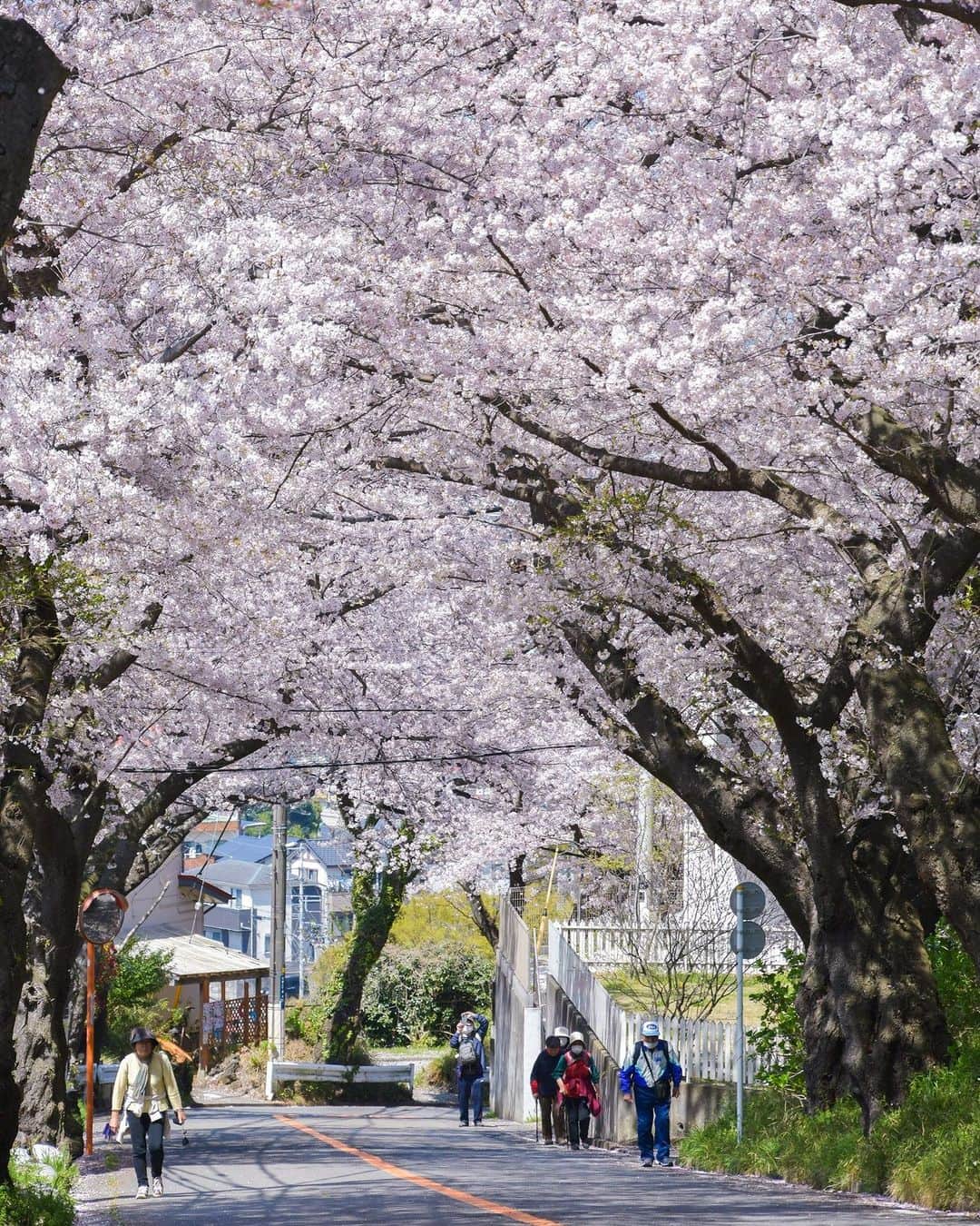 平塚市さんのインスタグラム写真 - (平塚市Instagram)「桜レポート🌸 湘南平（高麗山公園） 昨日に続き、今日も日中は暖かいお花見日和🌸 お気に入りの桜スポットを訪れた人も多いのではないでしょうか！ 湘南平の桜も見頃を迎えていました！ 頂上の高麗山公園はもちろん、そこまでに素敵な桜並木が見えるところもあります。ぜひ、お気に入りのスポットを探してみてくださいね。  #手をつなぎたくなる街 #hiratsukagood #hiratsuka #平塚 #kanagawaphotoclub #湘南 #shonan #湘南平 #高麗山公園 #季節の花 #季節の花を楽しむ #桜 #さくら  #はなまっぷ #ザ花部 #花の写真館 #花のある暮らし #best_moments_flora #mst_flower #今日もお疲れ様でした #週末の過ごし方 #日々 #暮らし #instagramjapan #igersjp #japanphoto」3月30日 18時00分 - hiratsukagood
