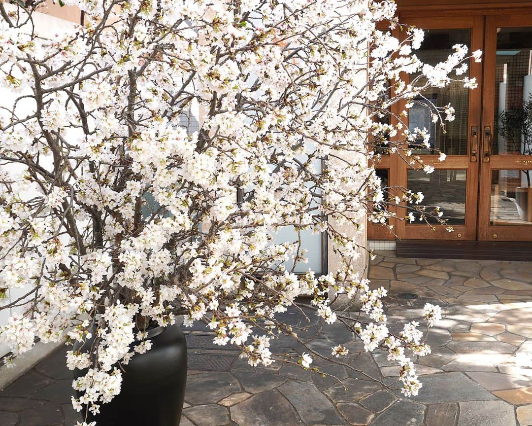 AOYAMA_HANAMOさんのインスタグラム写真 - (AOYAMA_HANAMOInstagram)「装花のご紹介（桜シリーズ-3） ・ 屋外に桜を活けることもあります。 ショップエントランスに蕾の状態で活けたソメイヨシノは、1週間で満開となりました。 ・ 他の桜と比べると、ソメイヨシノはピンクというより白に近いことがよくわかります。 ・ 2メートルを超える大きな活け込みを行うときは、ガラスの花瓶よりも、安定感のある壺に活けることが多いです。 - - - #aoyamahanamo #青山花茂 #表参道の花屋 #お花のある生活 #花が好きな人と繋がりたい #花を飾ろう #花のある暮らし #花のあるくらし #桜 #サクラ #枝物 #ソメイヨシノ #染井吉野 #装花 #活け込み #青山花茂活け込み  #屋外装花 #エントランス装花 #桜シリーズ #桜満開 #季節の装花 #春の装花 #インテリアフラワー」3月30日 18時00分 - aoyama_hanamo