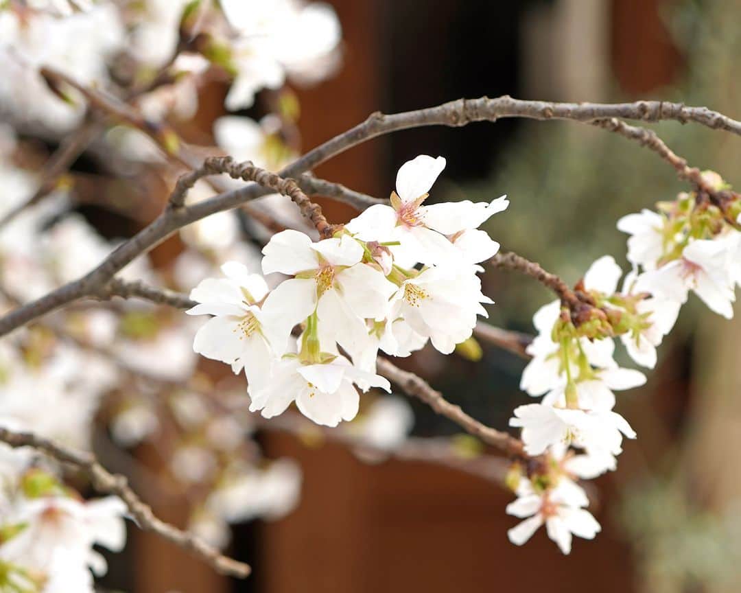 AOYAMA_HANAMOさんのインスタグラム写真 - (AOYAMA_HANAMOInstagram)「装花のご紹介（桜シリーズ-3） ・ 屋外に桜を活けることもあります。 ショップエントランスに蕾の状態で活けたソメイヨシノは、1週間で満開となりました。 ・ 他の桜と比べると、ソメイヨシノはピンクというより白に近いことがよくわかります。 ・ 2メートルを超える大きな活け込みを行うときは、ガラスの花瓶よりも、安定感のある壺に活けることが多いです。 - - - #aoyamahanamo #青山花茂 #表参道の花屋 #お花のある生活 #花が好きな人と繋がりたい #花を飾ろう #花のある暮らし #花のあるくらし #桜 #サクラ #枝物 #ソメイヨシノ #染井吉野 #装花 #活け込み #青山花茂活け込み  #屋外装花 #エントランス装花 #桜シリーズ #桜満開 #季節の装花 #春の装花 #インテリアフラワー」3月30日 18時00分 - aoyama_hanamo