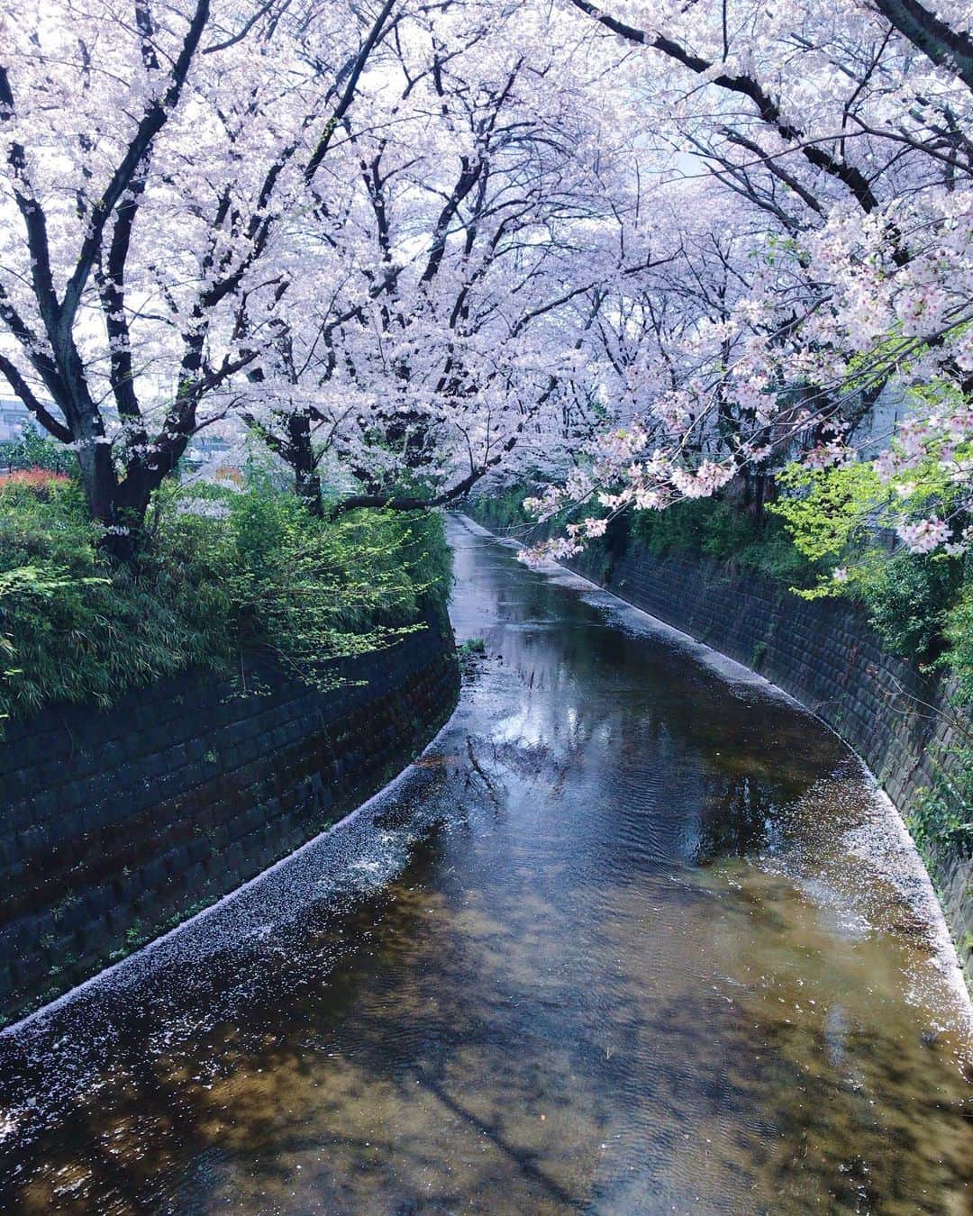 小川知子さんのインスタグラム写真 - (小川知子Instagram)「やっとゆっくり桜を🌸見た。 大分散っていますが、今日は晴天なのでとても綺麗！ 桜色🌸ジャケットにしてお花の中に溶け込みました。  友人と好物の串揚げへ。 「よく召し上がりますね」と言われてしまった。 １５本に茶そばは多いか💦 反省、、、🤣🤣  #お花見🌸 #串揚げ #小川知子」3月30日 18時04分 - tomoko_ogawa_