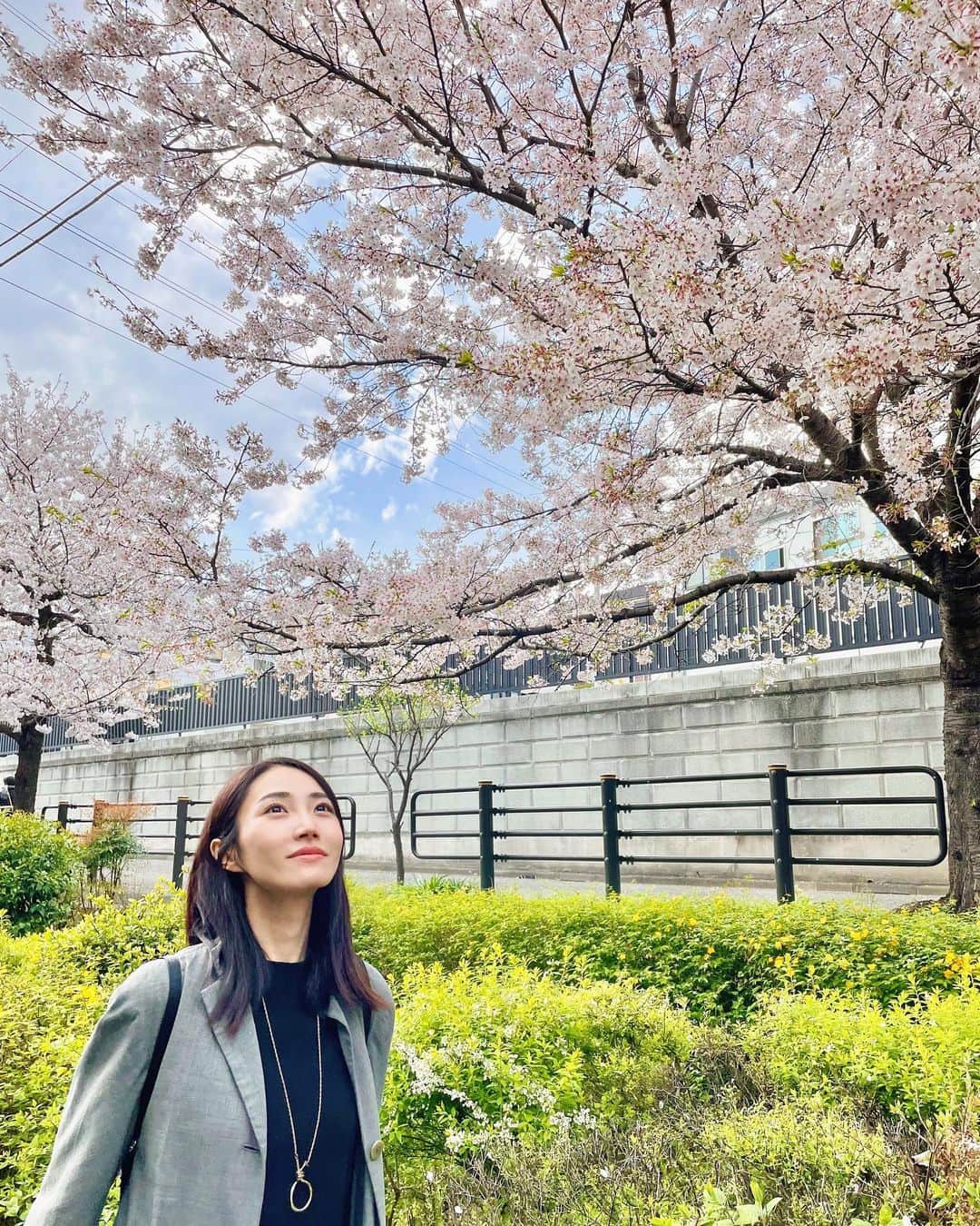 土井玲奈さんのインスタグラム写真 - (土井玲奈Instagram)「久しぶりに晴れたので 軽くお花見🌸  歩いただけだったから せめてテイクアウトでコーヒーくらい 持ってけば良かった笑  #お花見 #桜スポット  #sakura」3月30日 18時19分 - doixreina