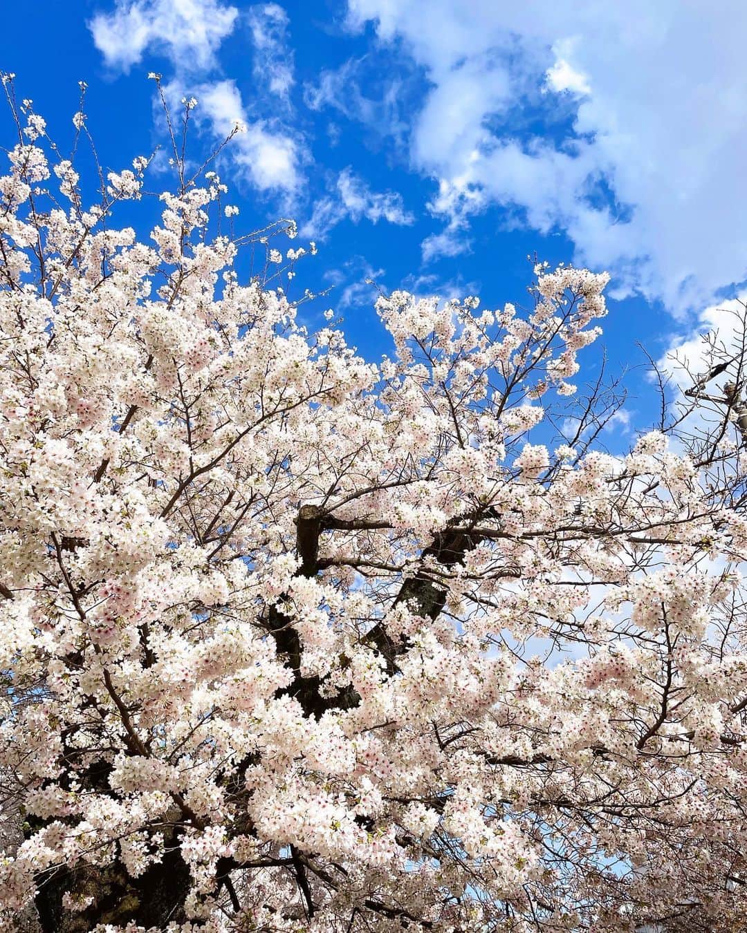 土井玲奈さんのインスタグラム写真 - (土井玲奈Instagram)「久しぶりに晴れたので 軽くお花見🌸  歩いただけだったから せめてテイクアウトでコーヒーくらい 持ってけば良かった笑  #お花見 #桜スポット  #sakura」3月30日 18時19分 - doixreina