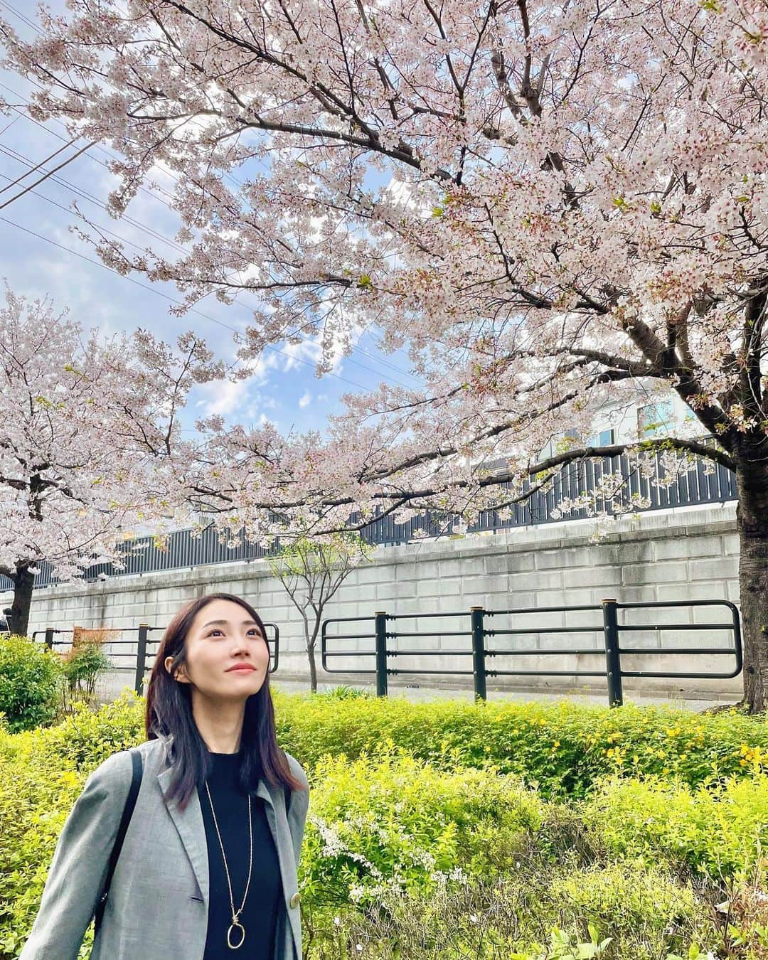 土井玲奈のインスタグラム：「久しぶりに晴れたので 軽くお花見🌸  歩いただけだったから せめてテイクアウトでコーヒーくらい 持ってけば良かった笑  #お花見 #桜スポット  #sakura」