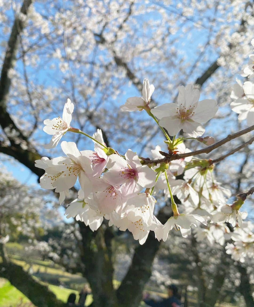 Moeka Takamatsuさんのインスタグラム写真 - (Moeka TakamatsuInstagram)「♡ お花見した🌸🌷🍡 . . . . . #別府公園#桜#お花見#お花見コーデ#春服コーデ#コーデ#ファッション#コーディネート#デートコーデ#プチプラコーデ#グレイル#カジュアルコーデ#低身長コーデ#ロングヘア#ヘアスタイル#サロモ#被写体#写真 #fashion#grl#hanami#sakura#hairstyle#makeup#love#selfie#selca#followme#instagood#like4like」3月30日 18時22分 - moka_222