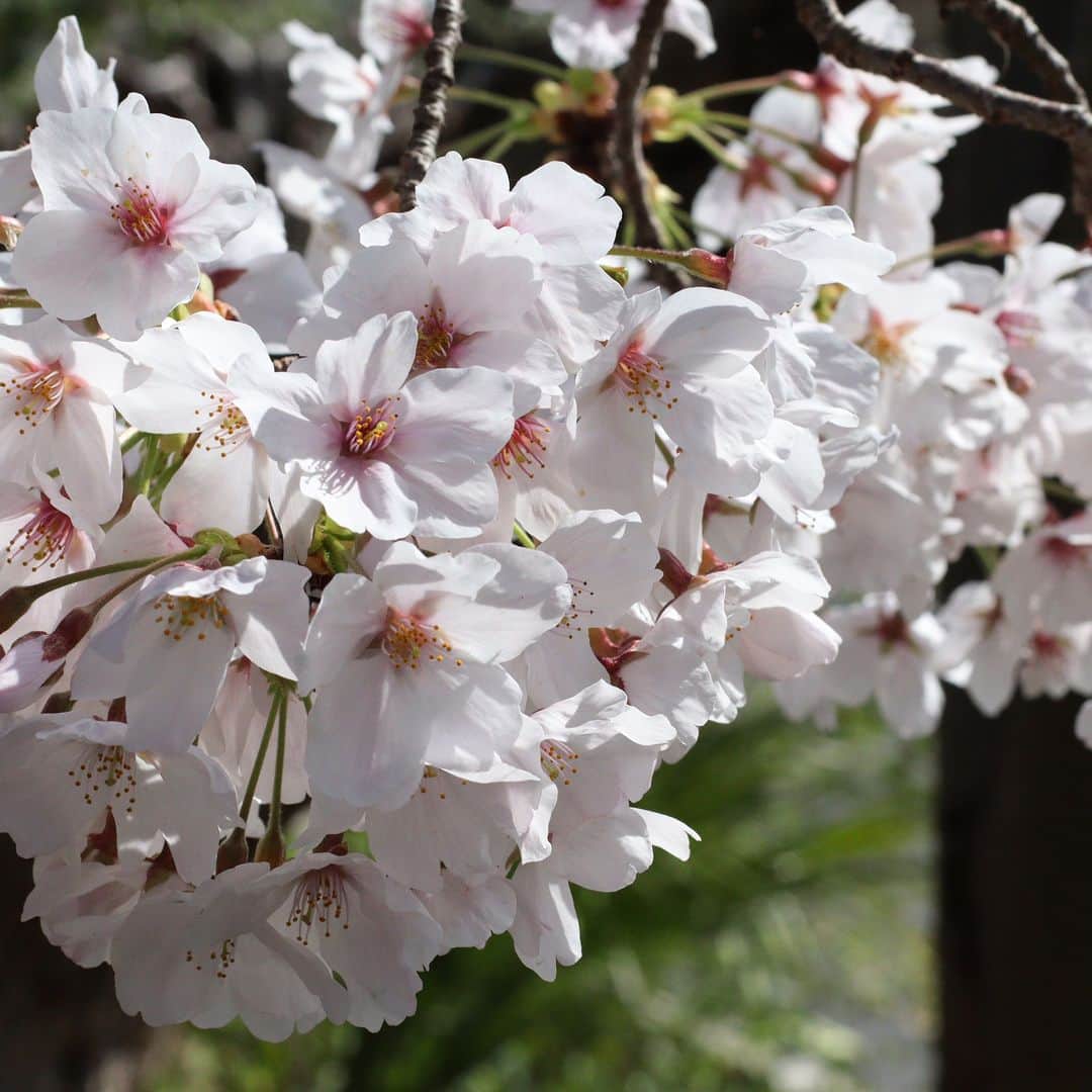 中川政七商店さんのインスタグラム写真 - (中川政七商店Instagram)「「春と桜の、過ぎゆく早さ。」  長い冬がようやく明けたと思ったら、 どうして春の季節はこんなにも 短く感じるのでしょうか。  待ち望んでいた桜がようやく花開いたと思ったら、 なぜ一瞬のうちに散ってしまうのでしょうか。  名残の花、花屑、花筏、零れ桜… 桜には、散りゆく姿を表現した 美しい言葉がいくつも生まれてきました。  奈良市内の桜は、いまが見頃。 今週末は、お花見に興じようかと思います。  ▶︎ かもしか道具店　フラワーベース　白　M／￥3,960  🦌お買い物はプロフィールリンクまたは画像をタップ。@nakagawamasa7  🦌渋谷店では代引きを承っております(03-6712-6148)  ． 日本の工芸が教えてくれる 暮らしかた、生きかた。  Japan’s kogei. Teaching us how to live how to be. ．  #中川政七商店 #nakagawamasashichi  #季節を楽しむ #桜 #さくら #桜の香り #桜の花 #花のある暮らし #花のある生活 #季節の花 #cherryblossom #flowerstagram #春の花  #春」3月30日 18時33分 - nakagawamasa7