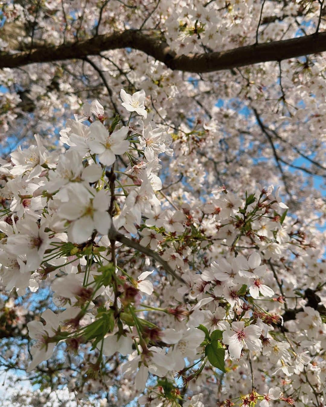 樽見麻緒のインスタグラム：「🌸💓💗 季節のお花で桜がいちばん好き♡  #桜#お花見#春#2023#sakura#cherryblossom#spring」