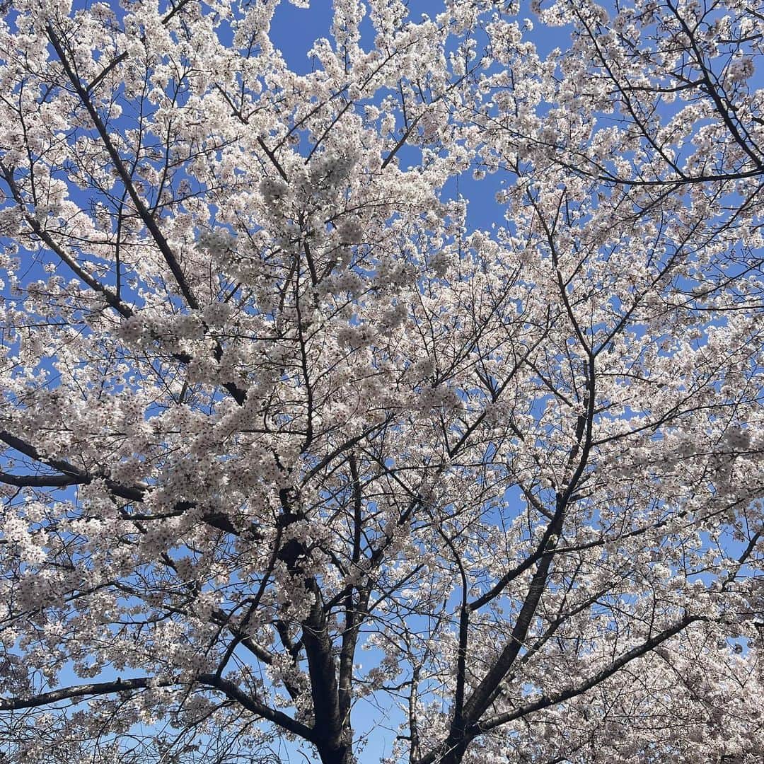 武部柚那さんのインスタグラム写真 - (武部柚那Instagram)「🌸🌸🌸🌸 みれてよかった🥰 やっぱり美しいな。」3月30日 18時42分 - yuzuna839__